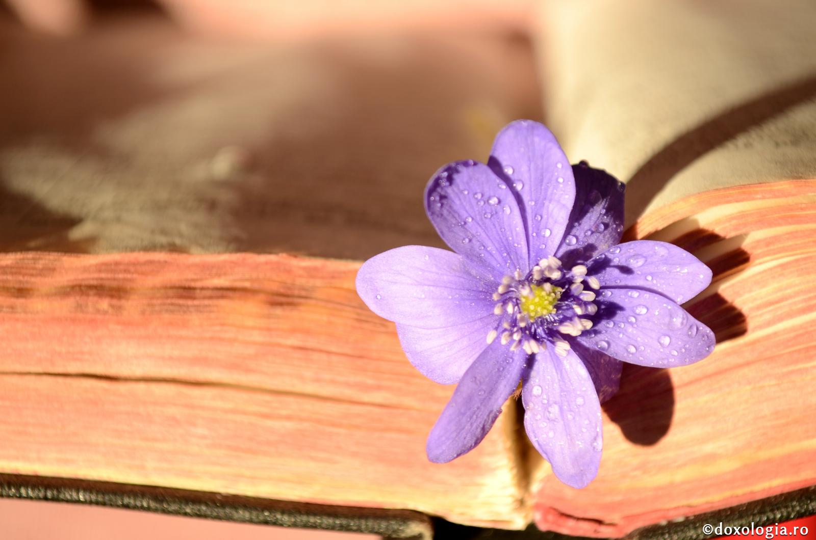 floare mov în carte