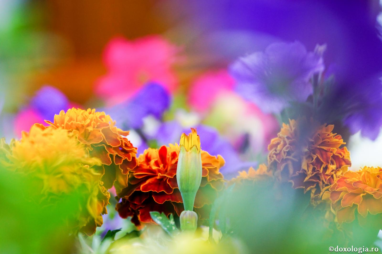 Care sunt cuvintele prin care scăpăm de mândrie?