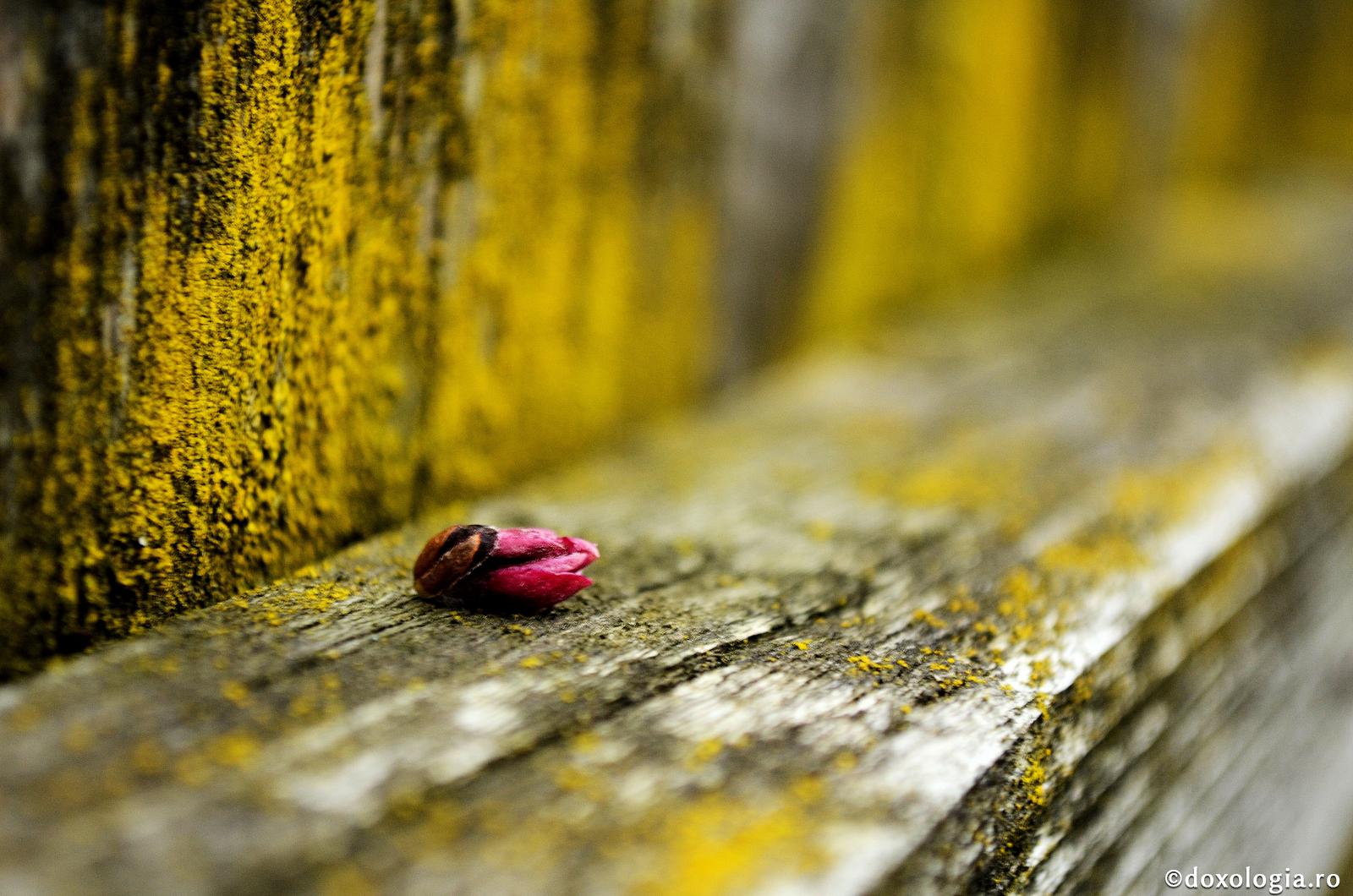 (Audio) -„Redobândirea vederii duhovniceşti ar însemna redescoperirea bucuriei de a trăi” - Diac. Laurean Mircea