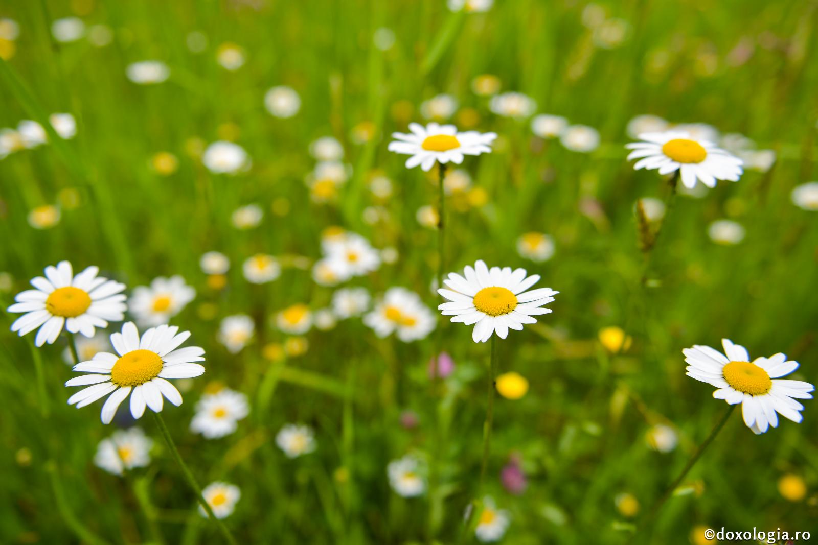 Rugăciunea „Tatăl nostru” în limbajul florilor