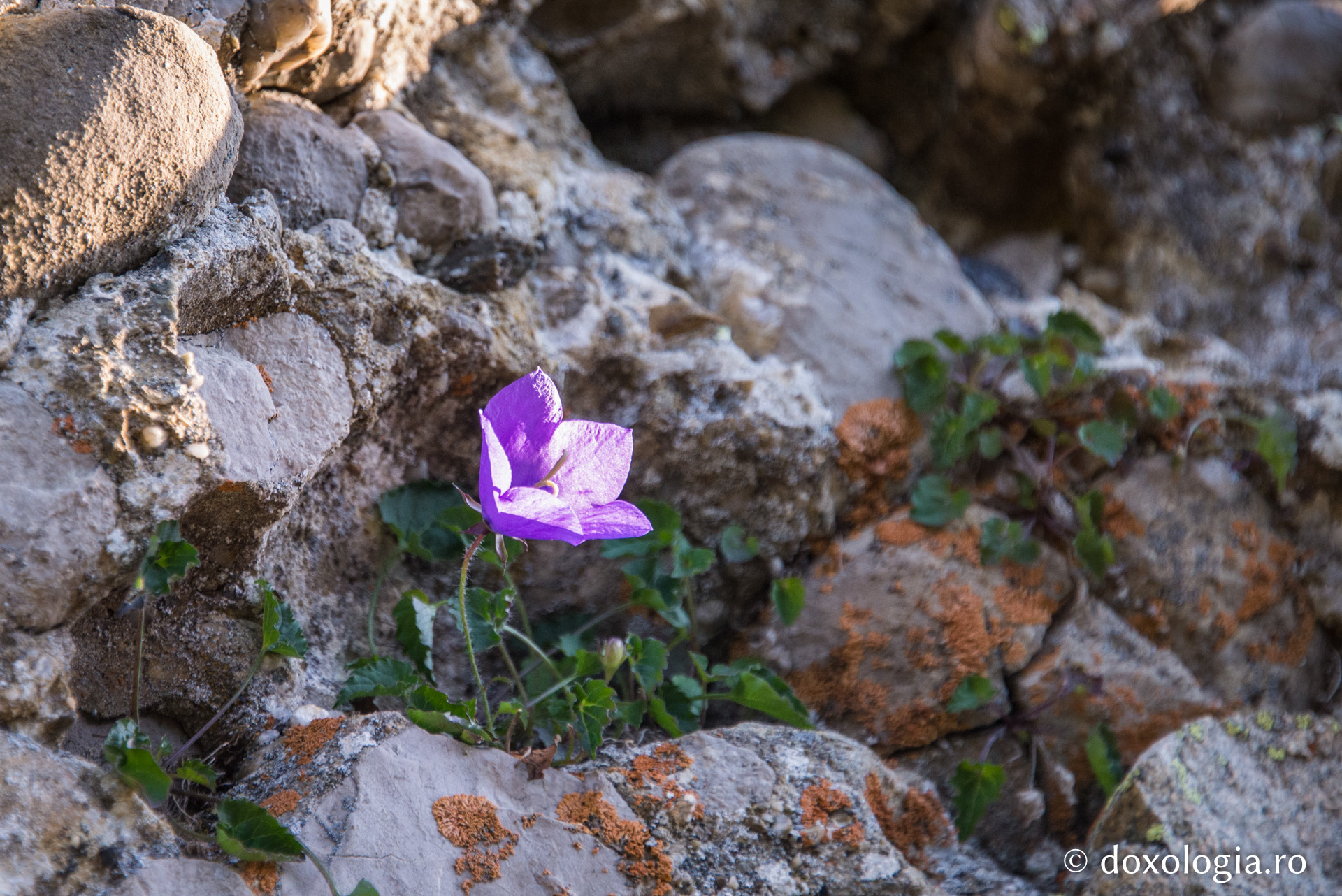 Ce înseamnă să faci ascultare?