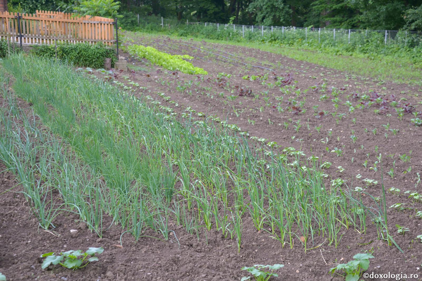Recomandări ale Sfântului Porfirie pentru o alimentație sănătoasă