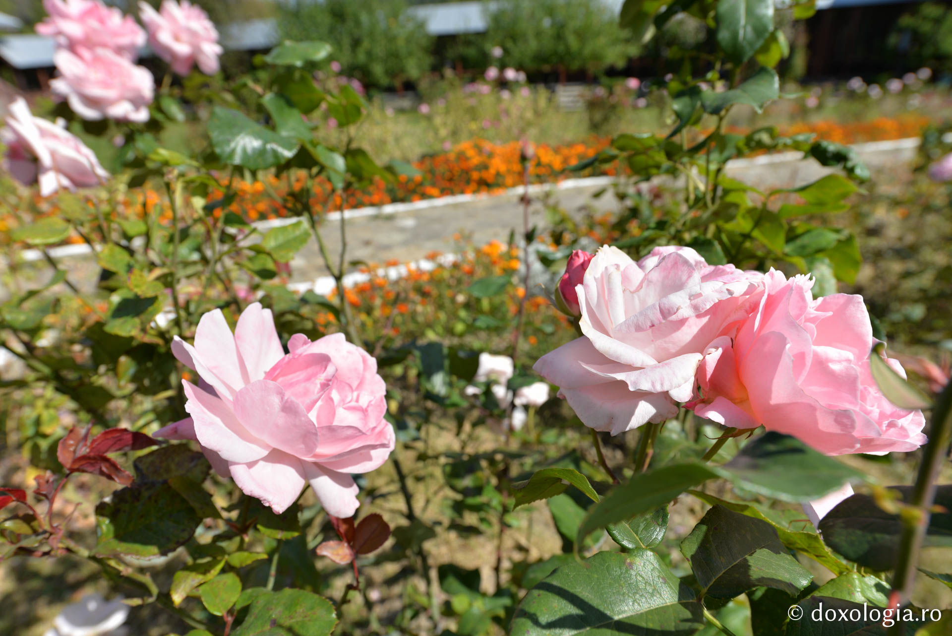 Viața Mănăstirii Horaița în timpul Cuvioșilor Irinarh Roset și Ermoghen Buhuș