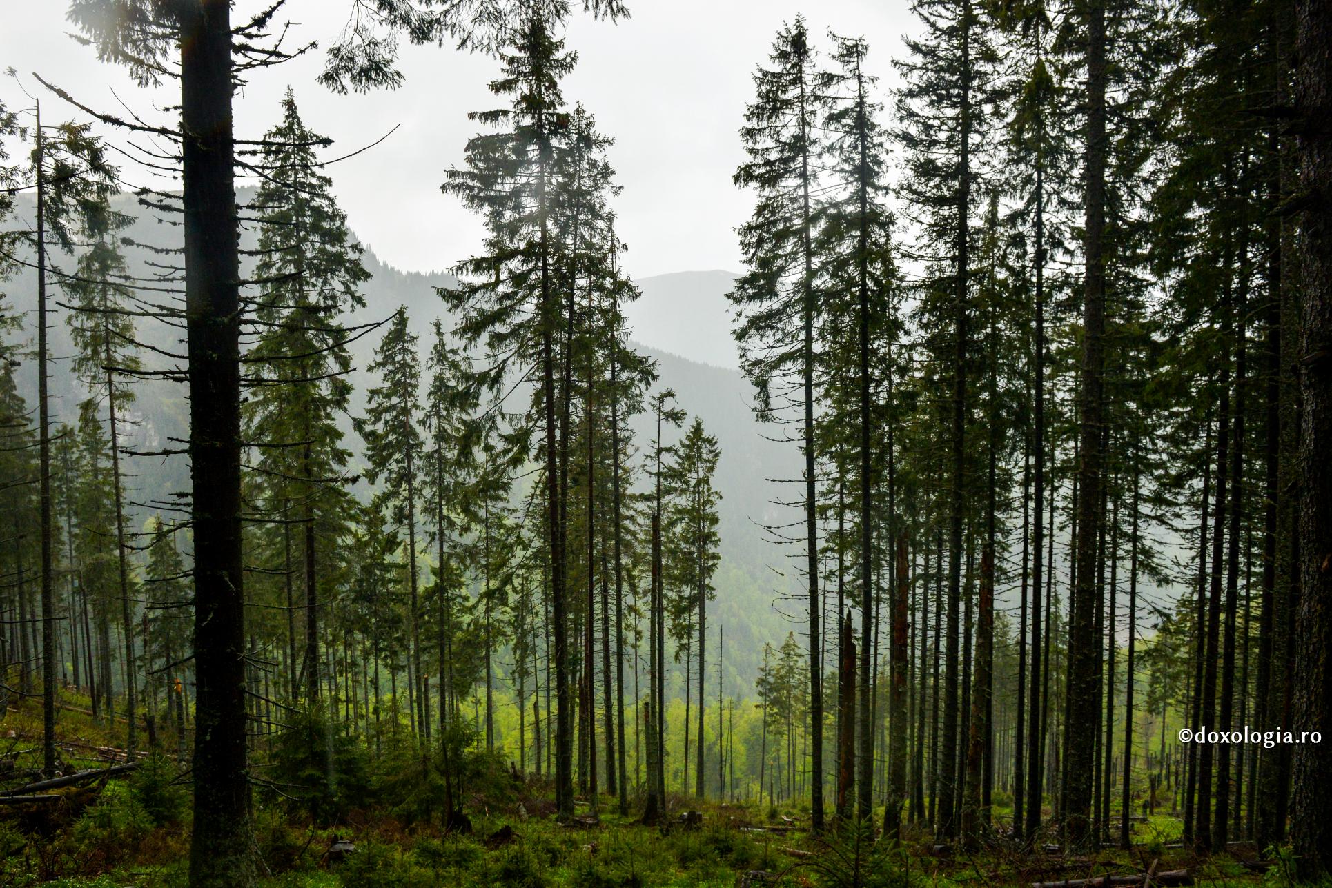 Foto: Oana Nechifor Fratele Ioan – doctorul din Munții Rarăului