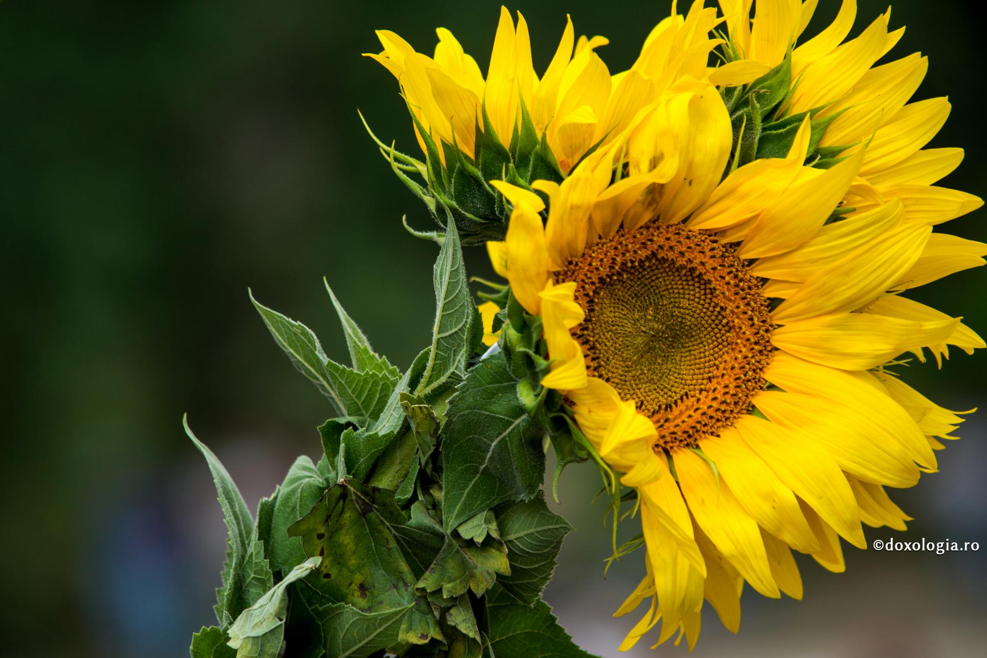 Coboară-te, ca să te înalți