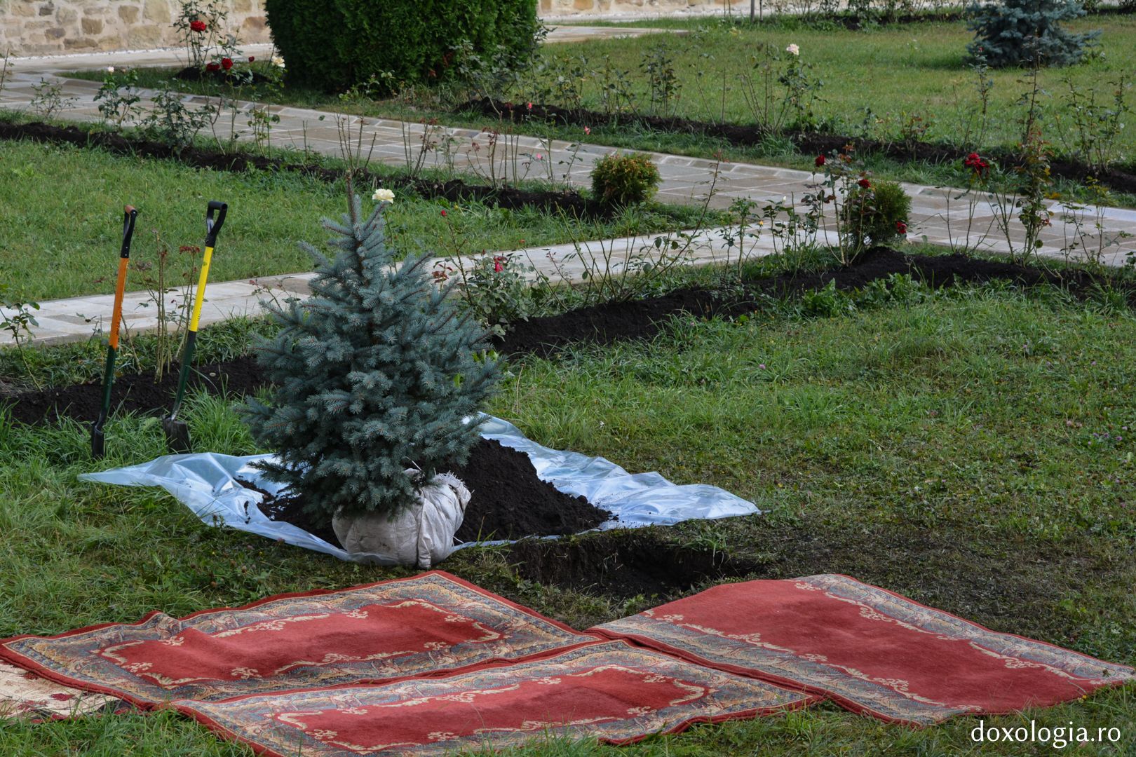 Tradiție la Mănăstirea Putna: Patriarhul Antiohiei a plantat un brad