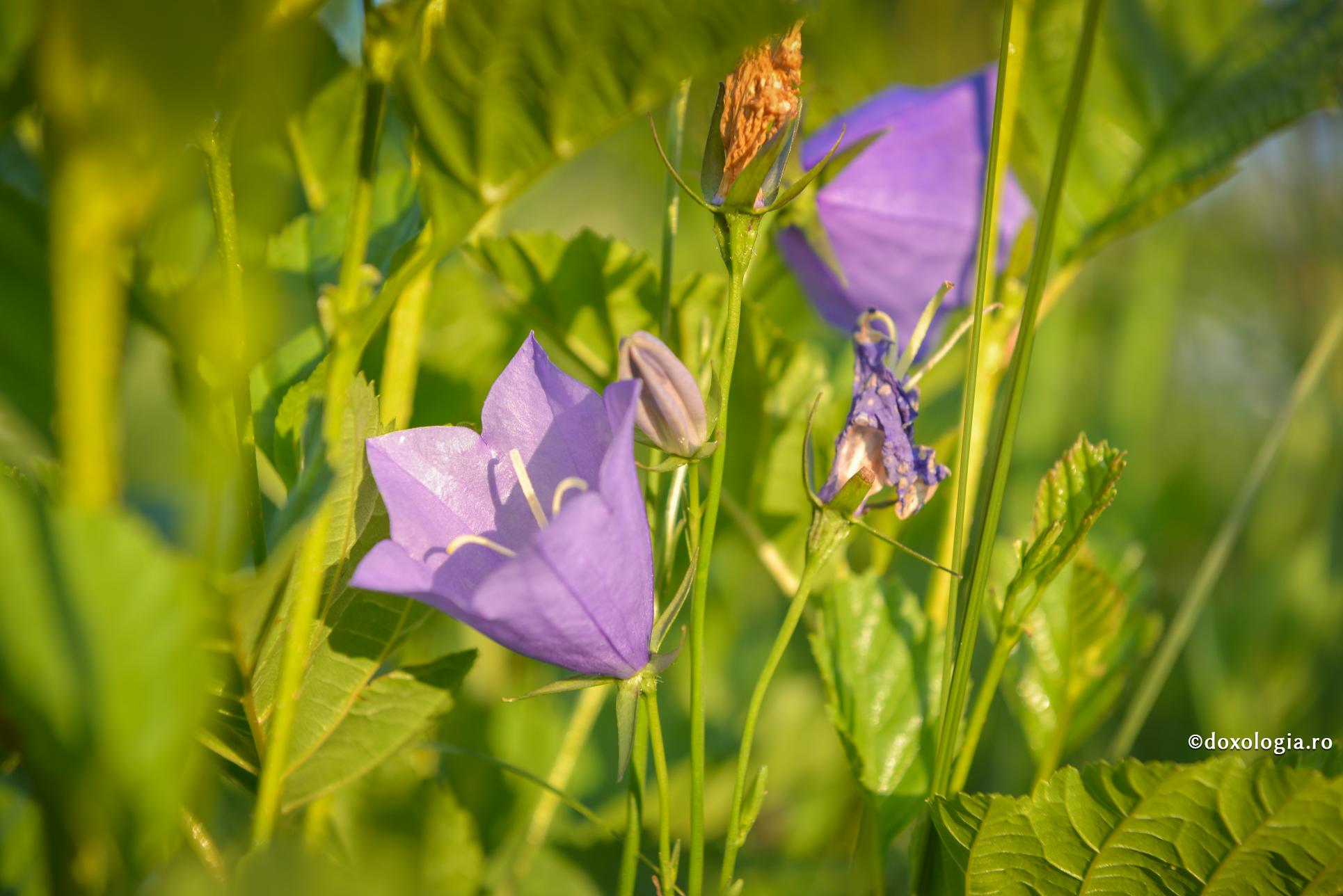 „Întru necaz M-ai chemat și te-am cercat la apa certării” ‒ cuvânt despre scopul suferinței