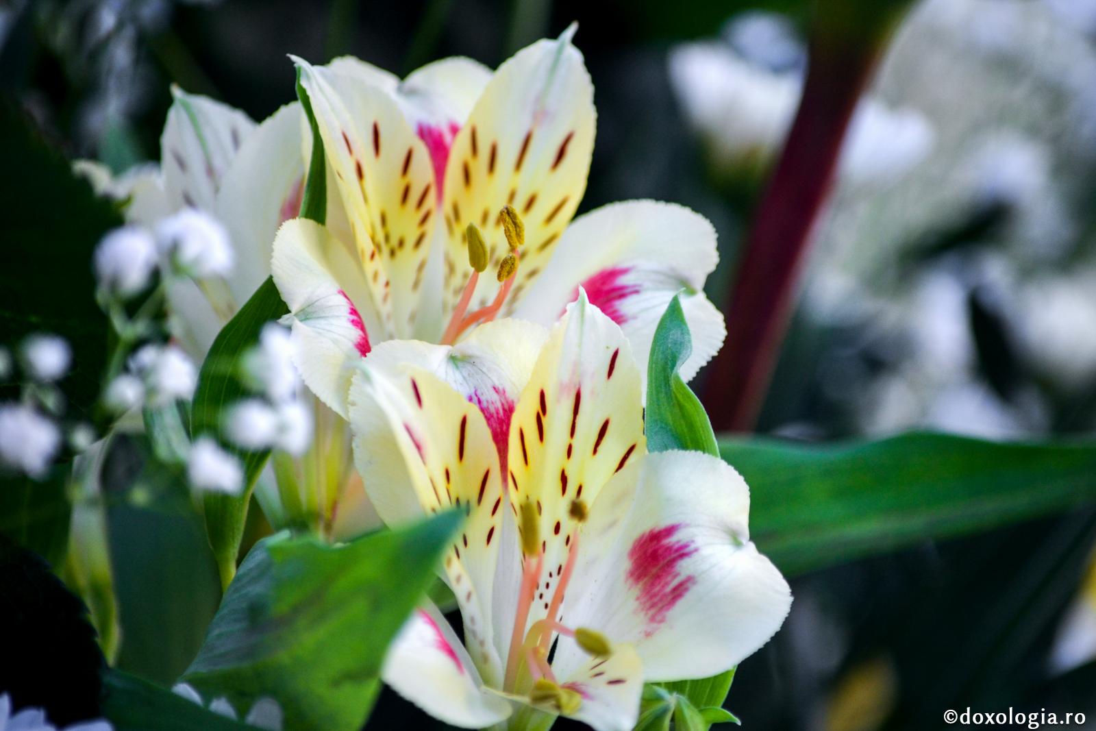 (Video) Bucură-te Sfântă Parascheva, crin răsădit în grădina cea de sus!