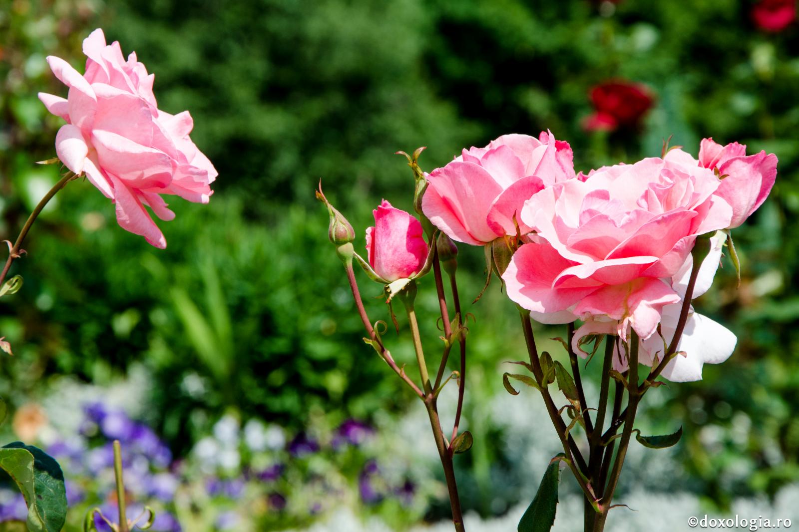 (Video) Să fim buni şi cu îngăduinţă unii faţă de alţii!