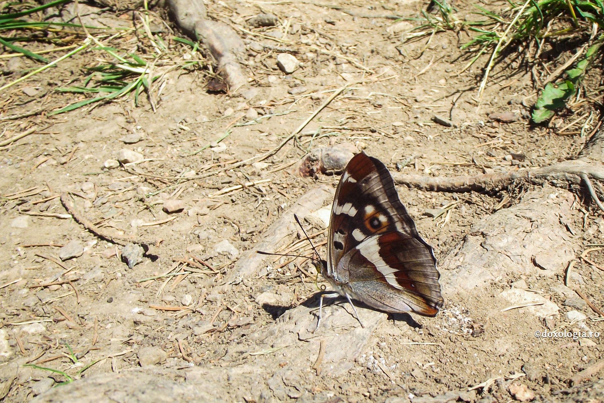 Trecând prin moarte, trupul se ușurează de păcate