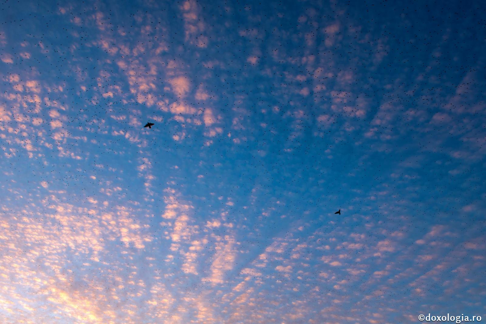 păsări pe cer