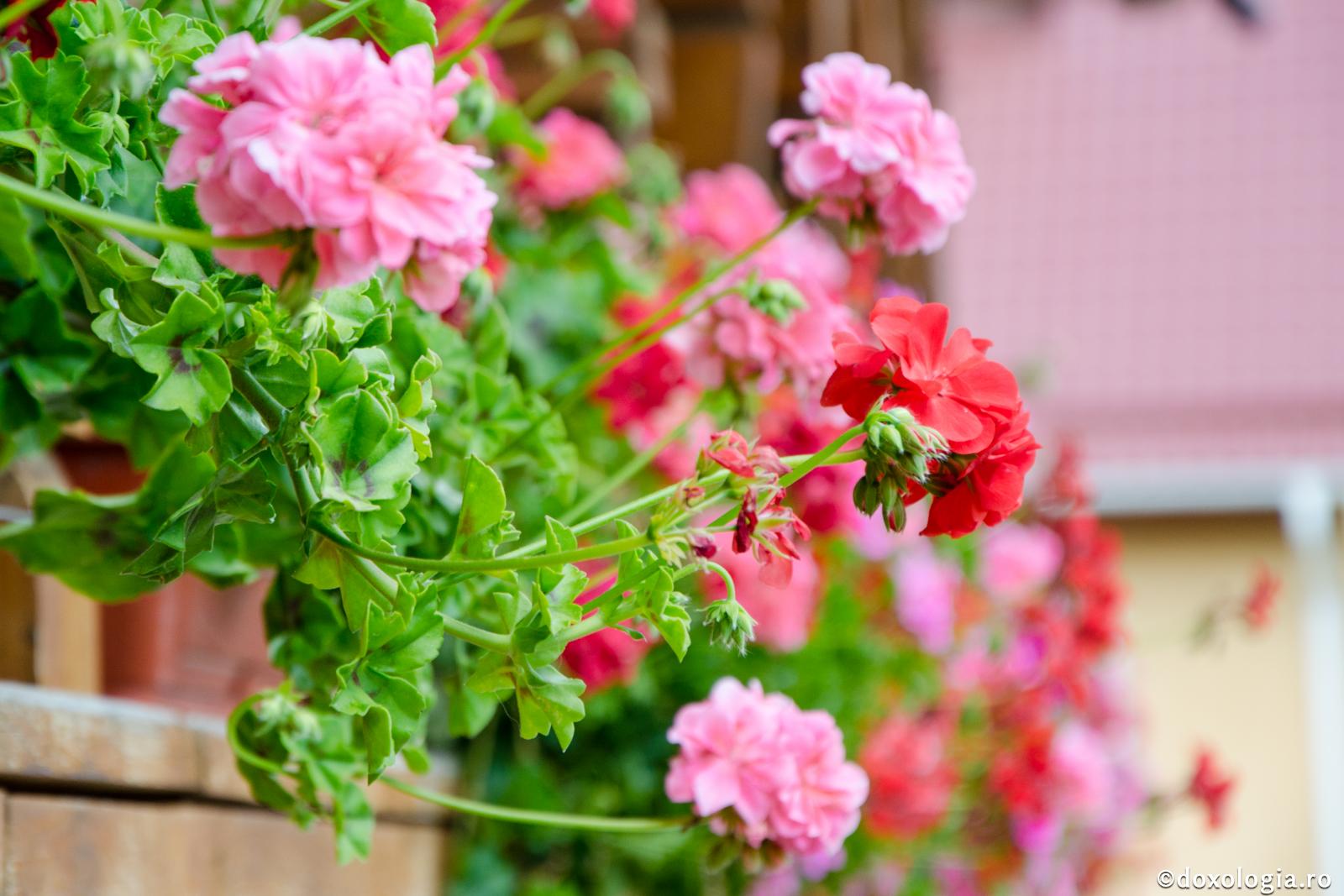 (Video) Iubirea - imnul evanghelic al Raiului