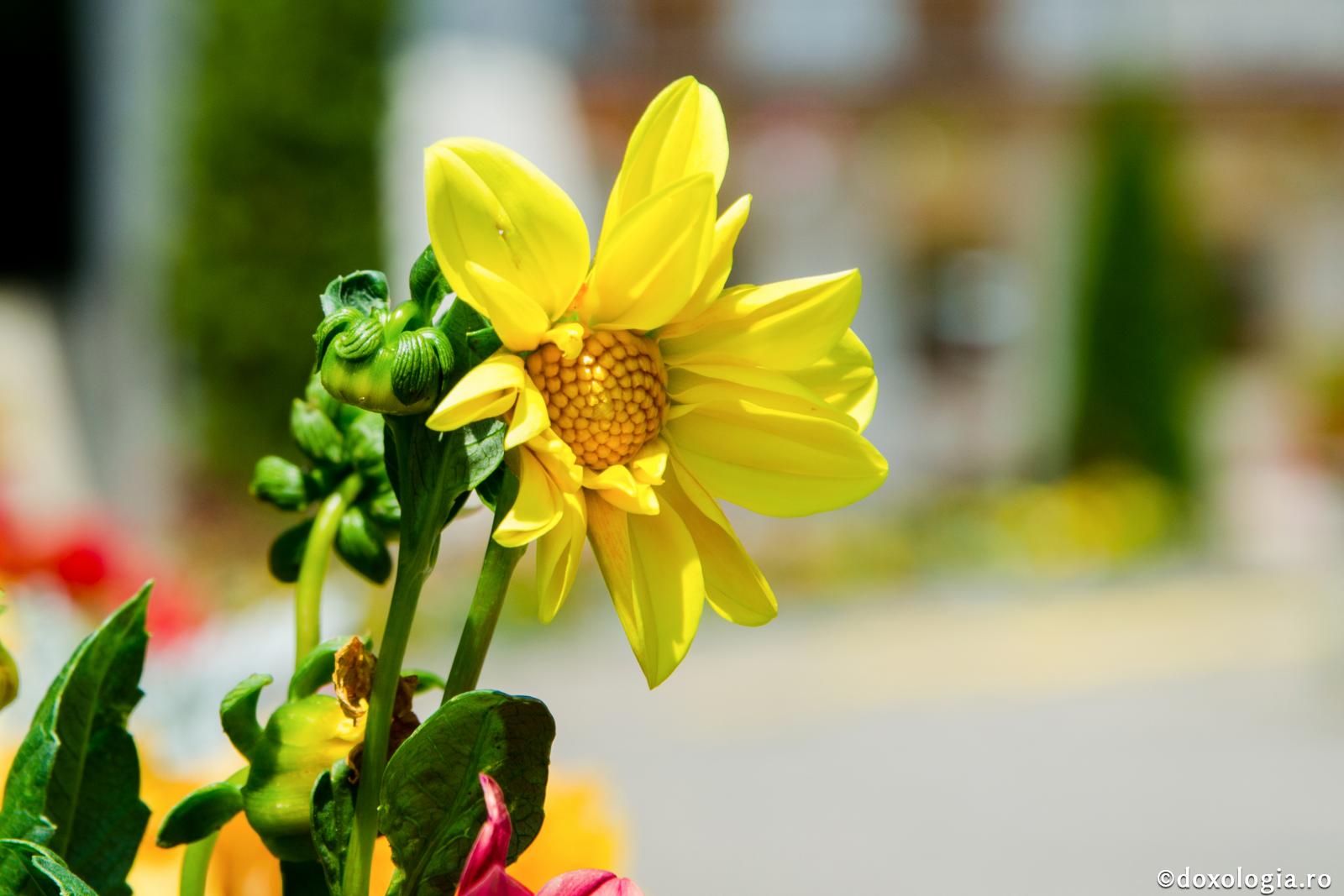 (Video) Din cuvintele bătrânilor
