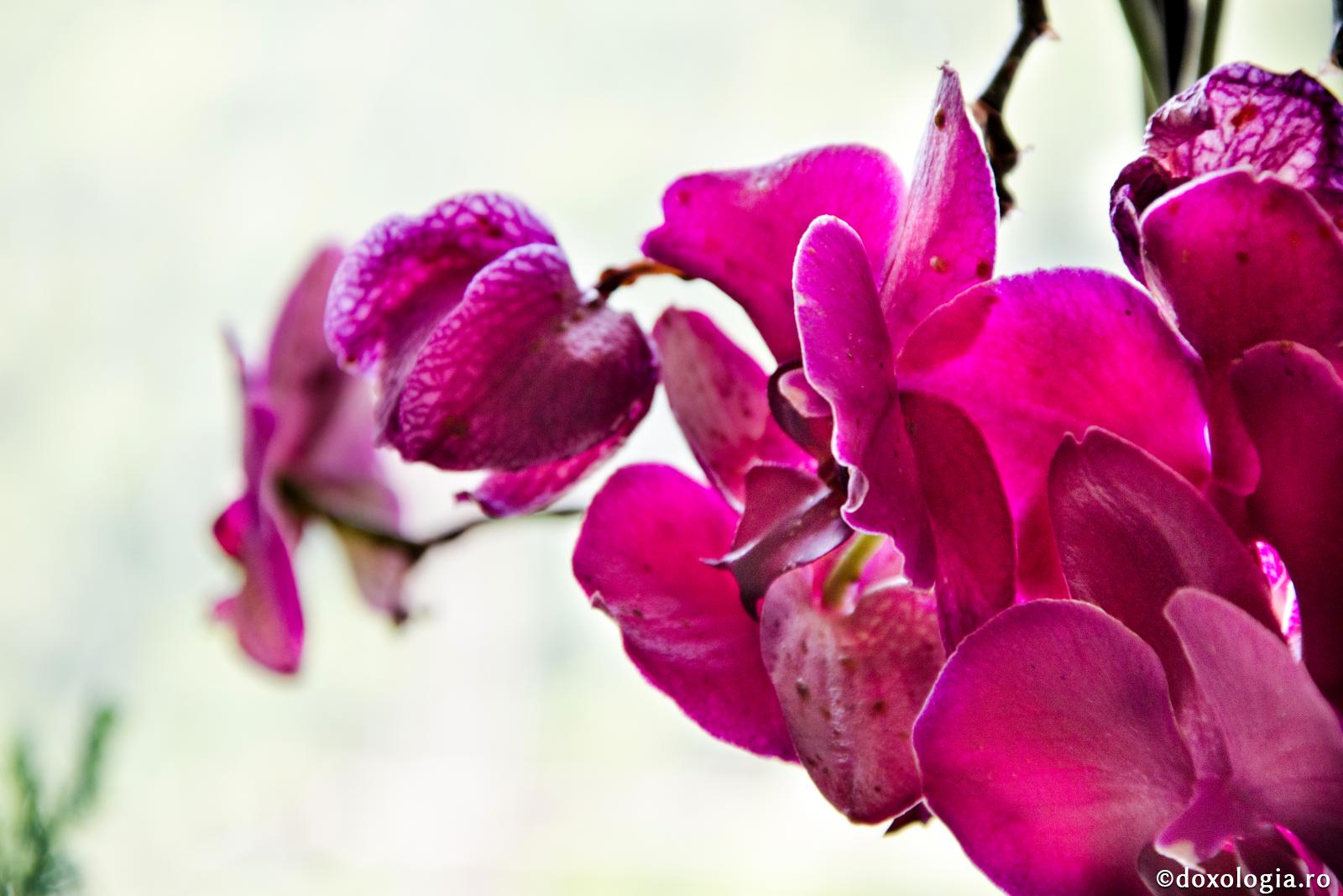 (Video) Sfaturi de la bătrâni despre răbdare