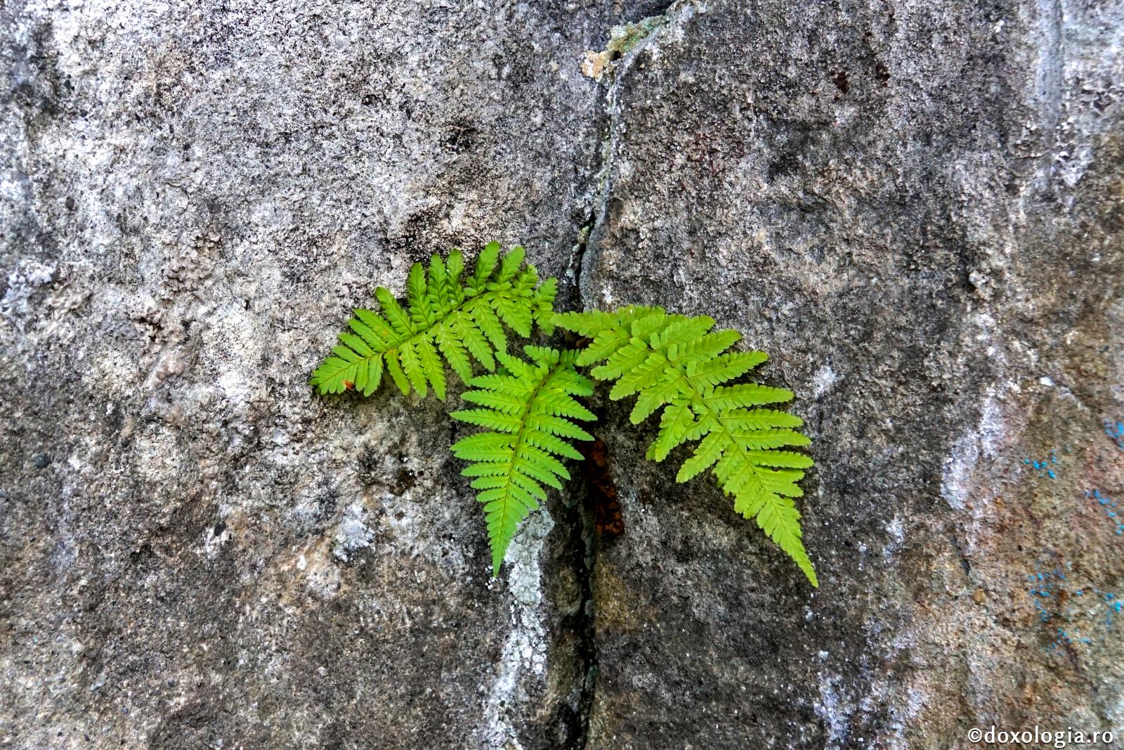 plantă crescută în crăpătură