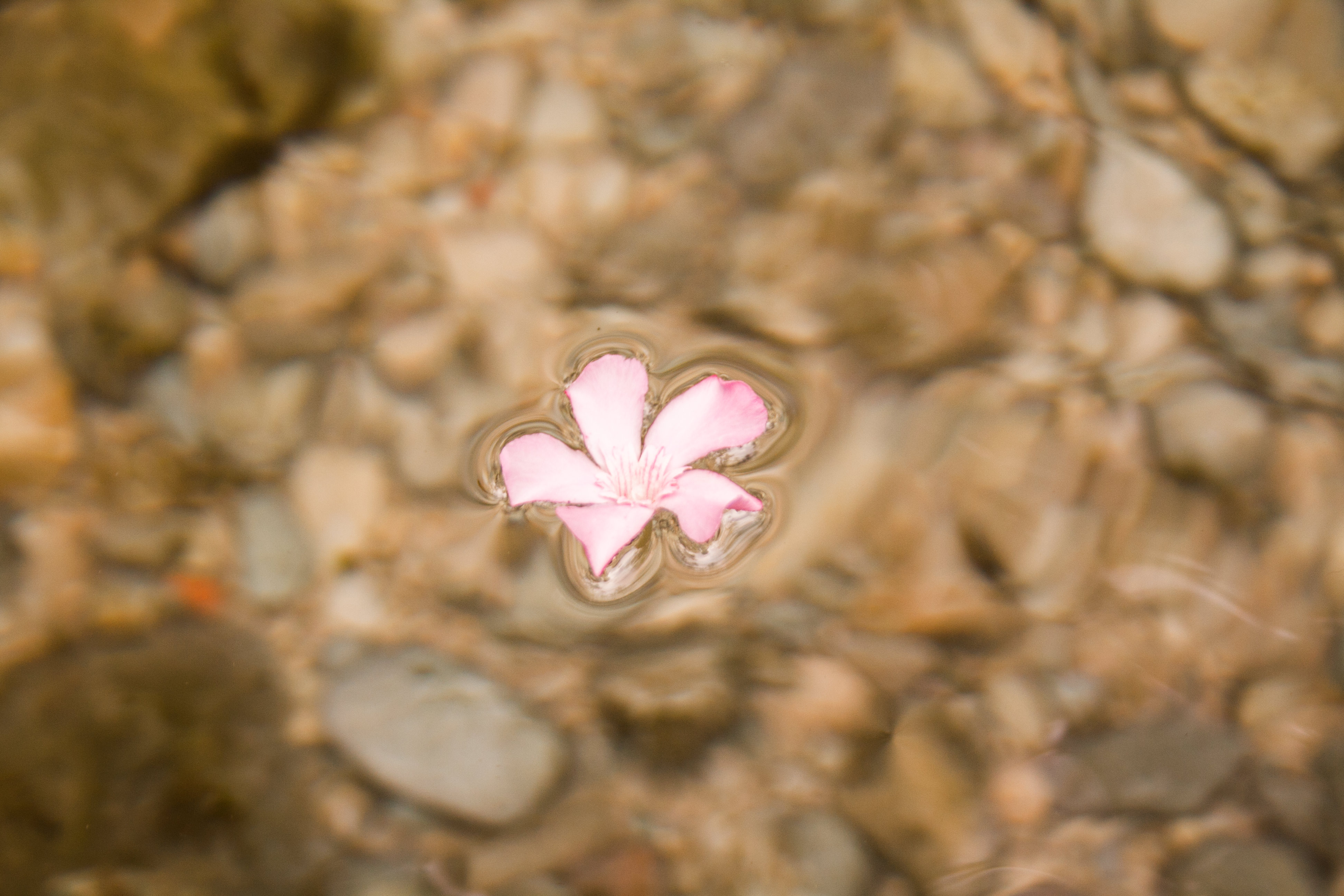 În seara asta, Doamne, Te vei culca flămând