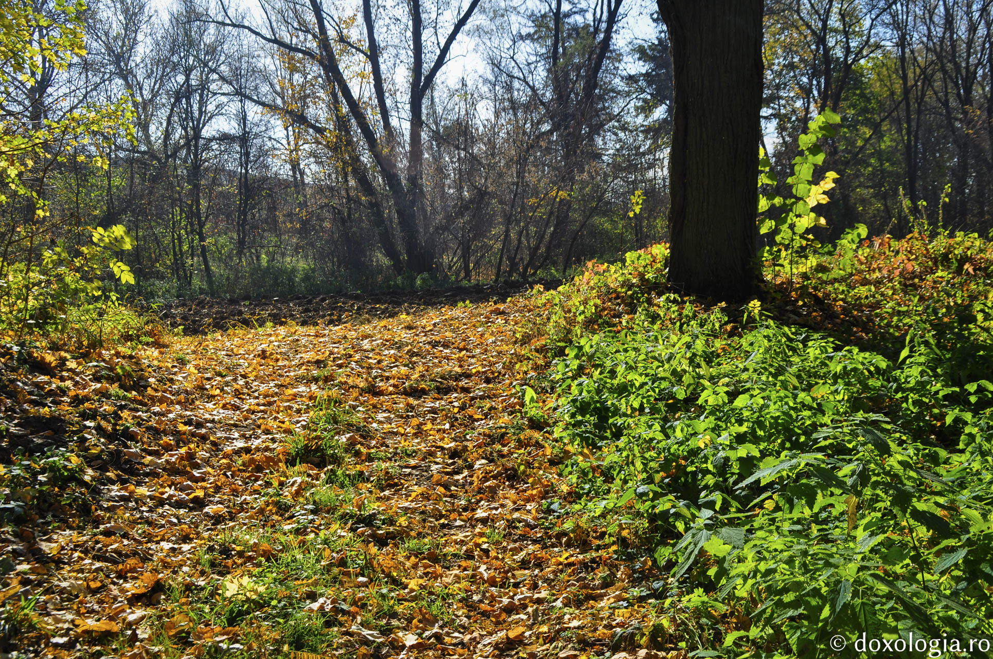 La Castelul Sturza de la Miclăușeni, „frumusețea strălucește pretutindeni”