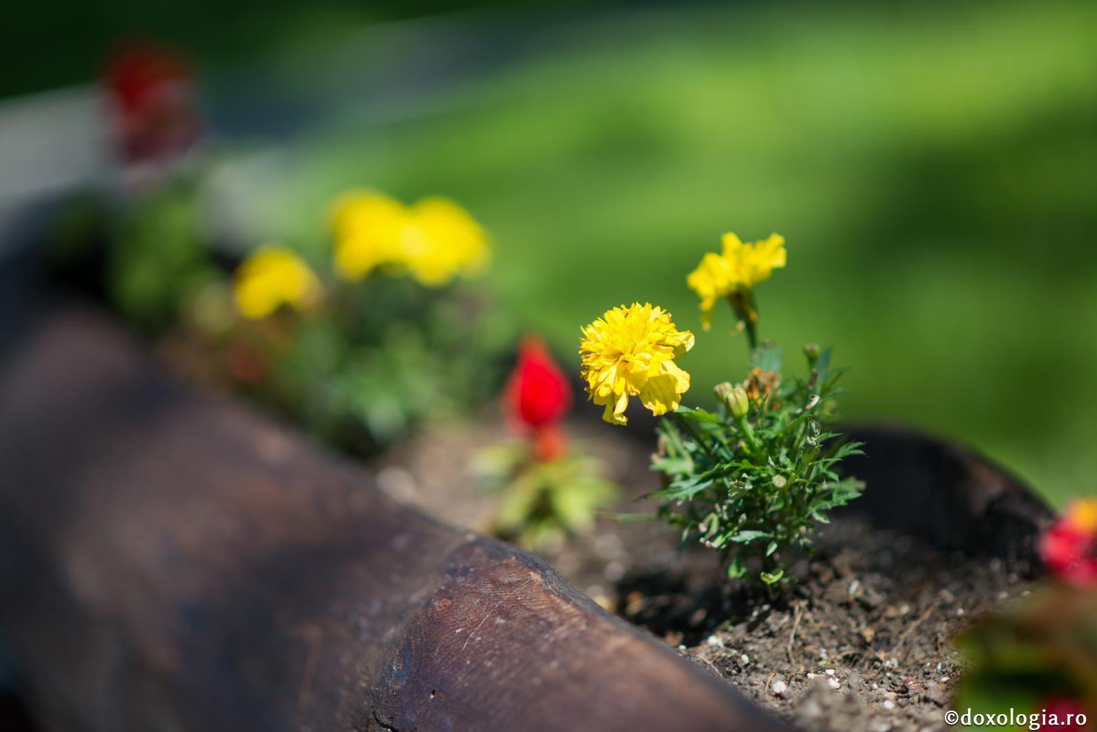 Precum un anotimp după altul, la fel se schimbă și stările duhovnicești