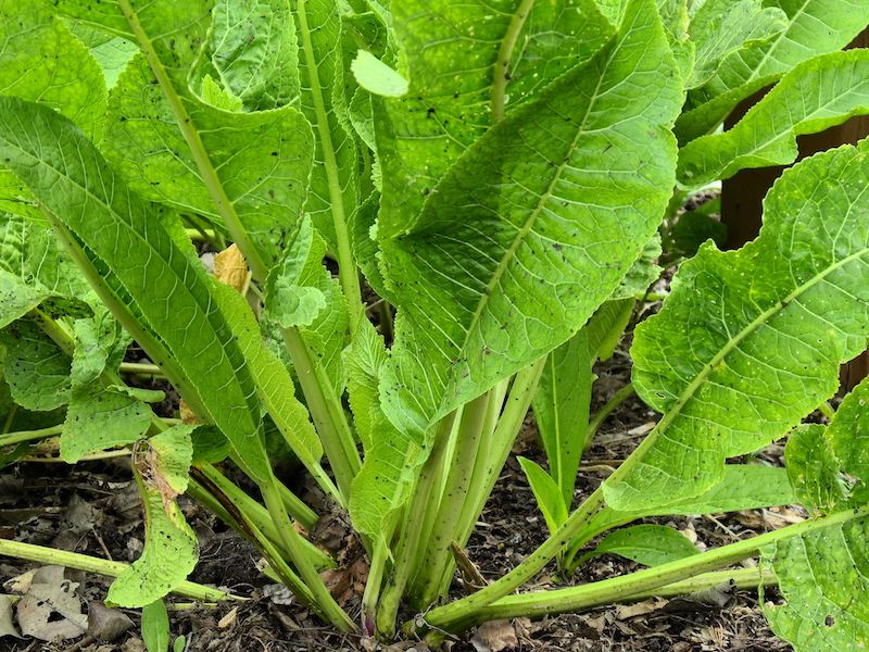 Preparat picant pentru imunitate