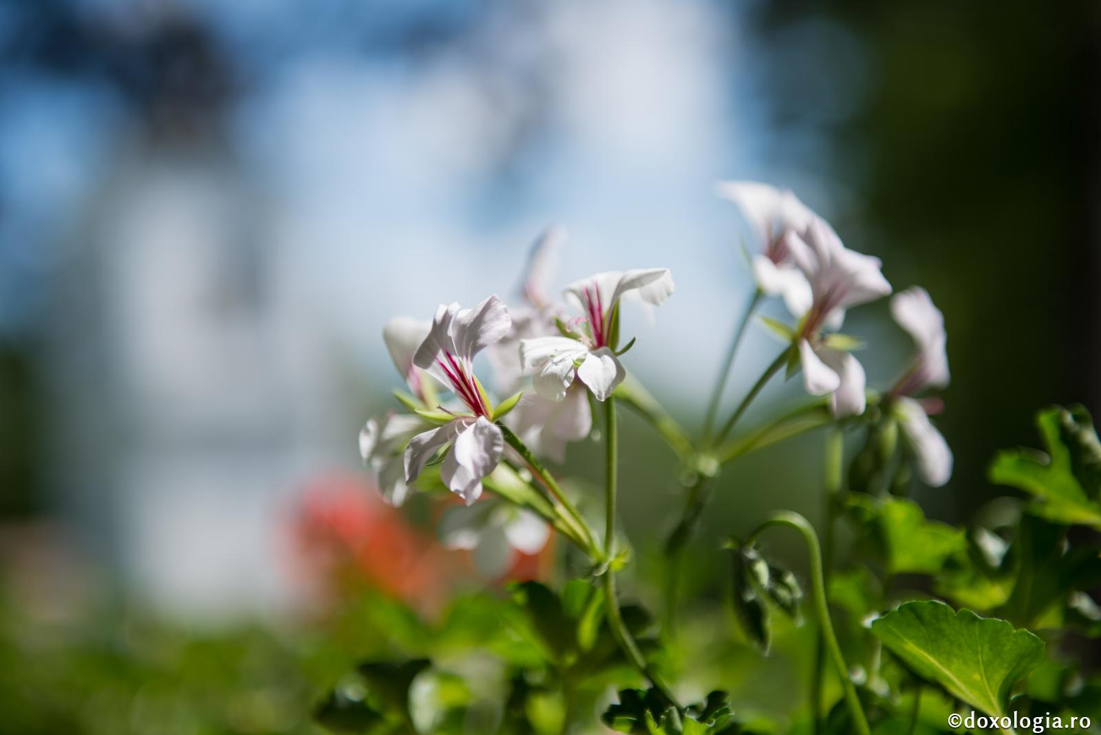 Atât de albă-i primăvara mea!