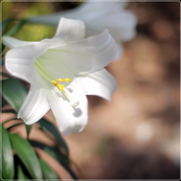 (VIDEO) Dai voință, iei putere!