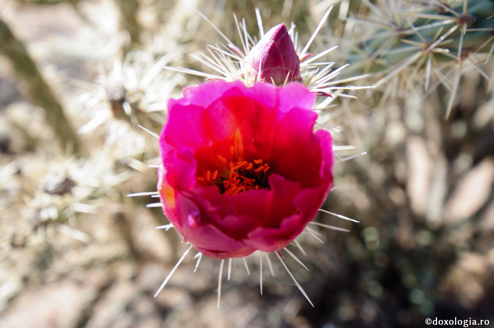 (Video) Iubirea schimbă în bine natura lucrurilor