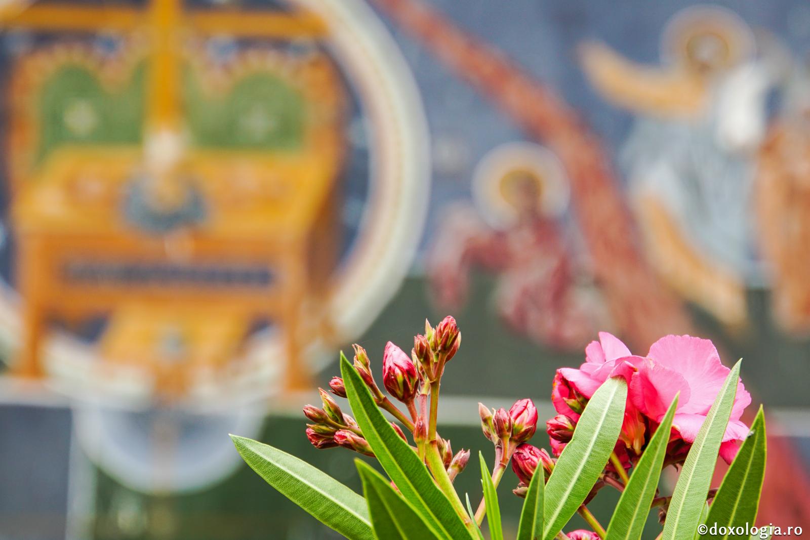 Sfântul Ierarh Antim Ivireanul – Cum să postim cu folos / Foto: Magda Buftea floare