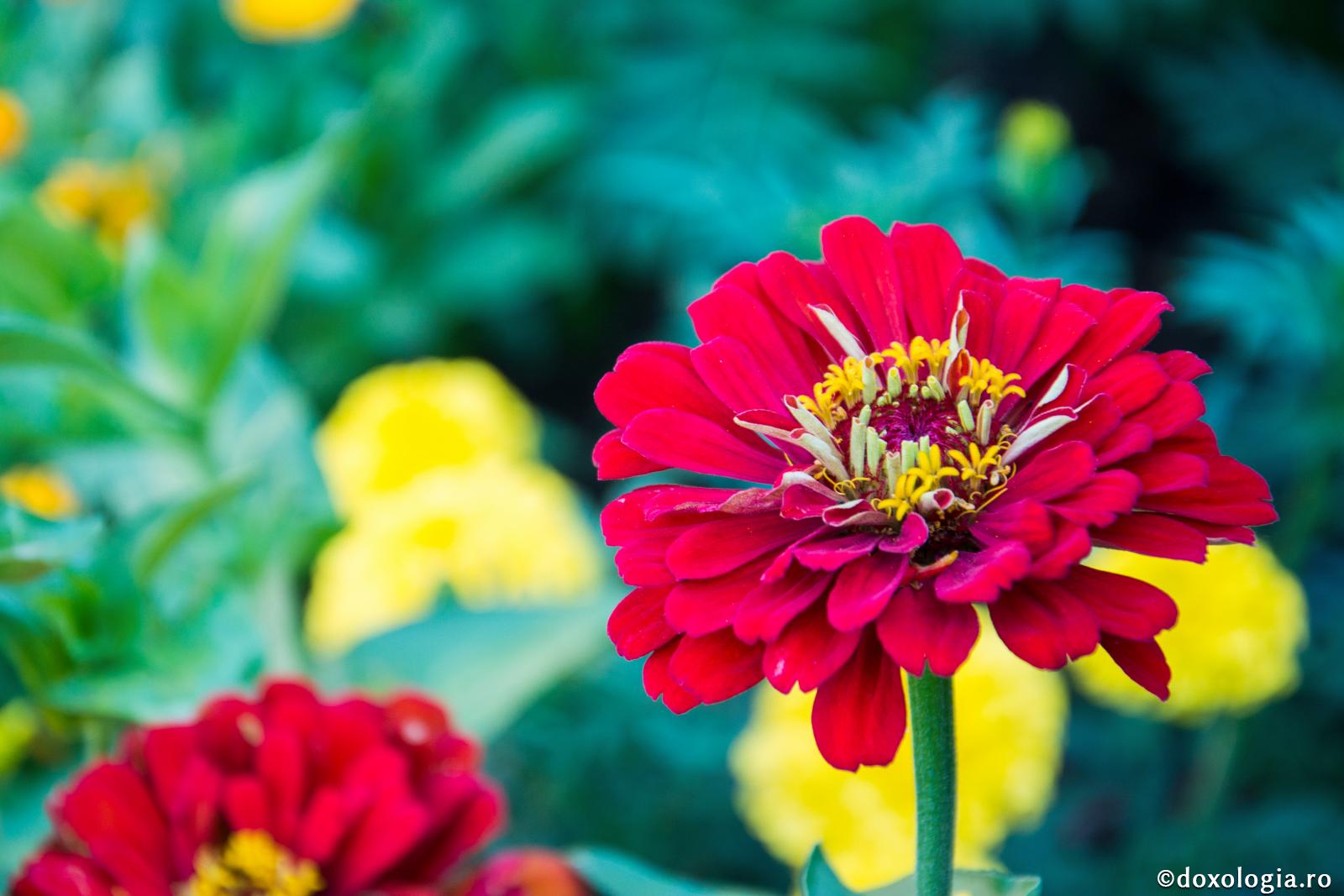 (Video) Pe unde vei merge, o urmă de bine să lași în fiecare zi