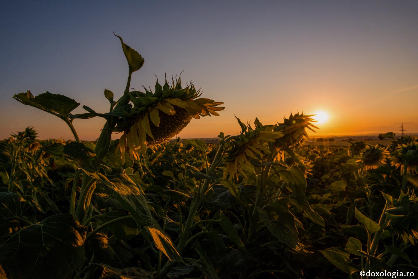 lan de floarea soarelui la apus