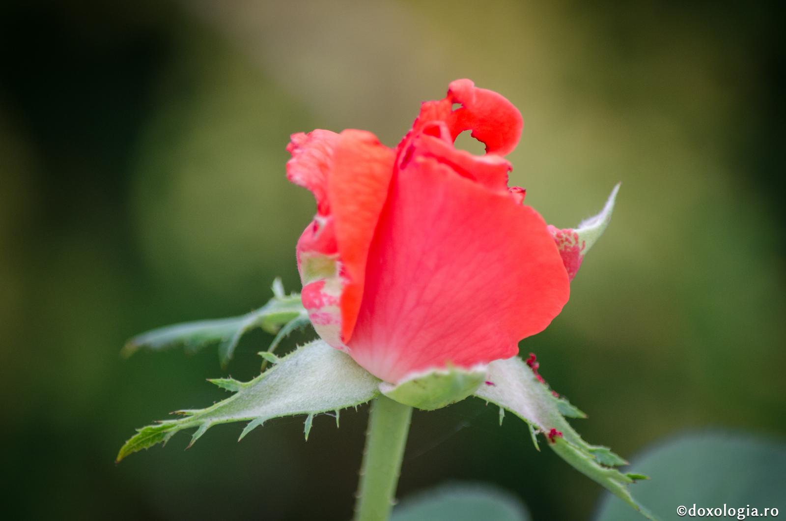 Respingem atât de ușor oamenii când ne uităm doar la defecte!