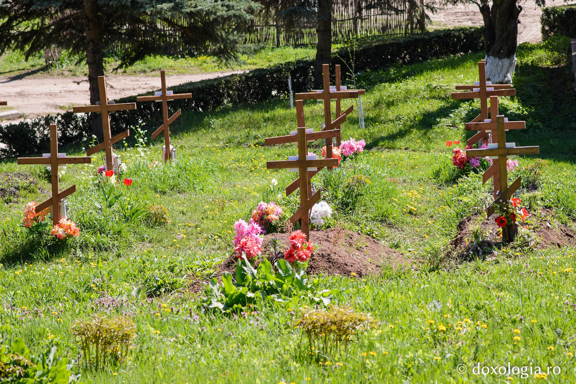 La umbra crucii / Foto: Oana Nechifor cruce cimitir