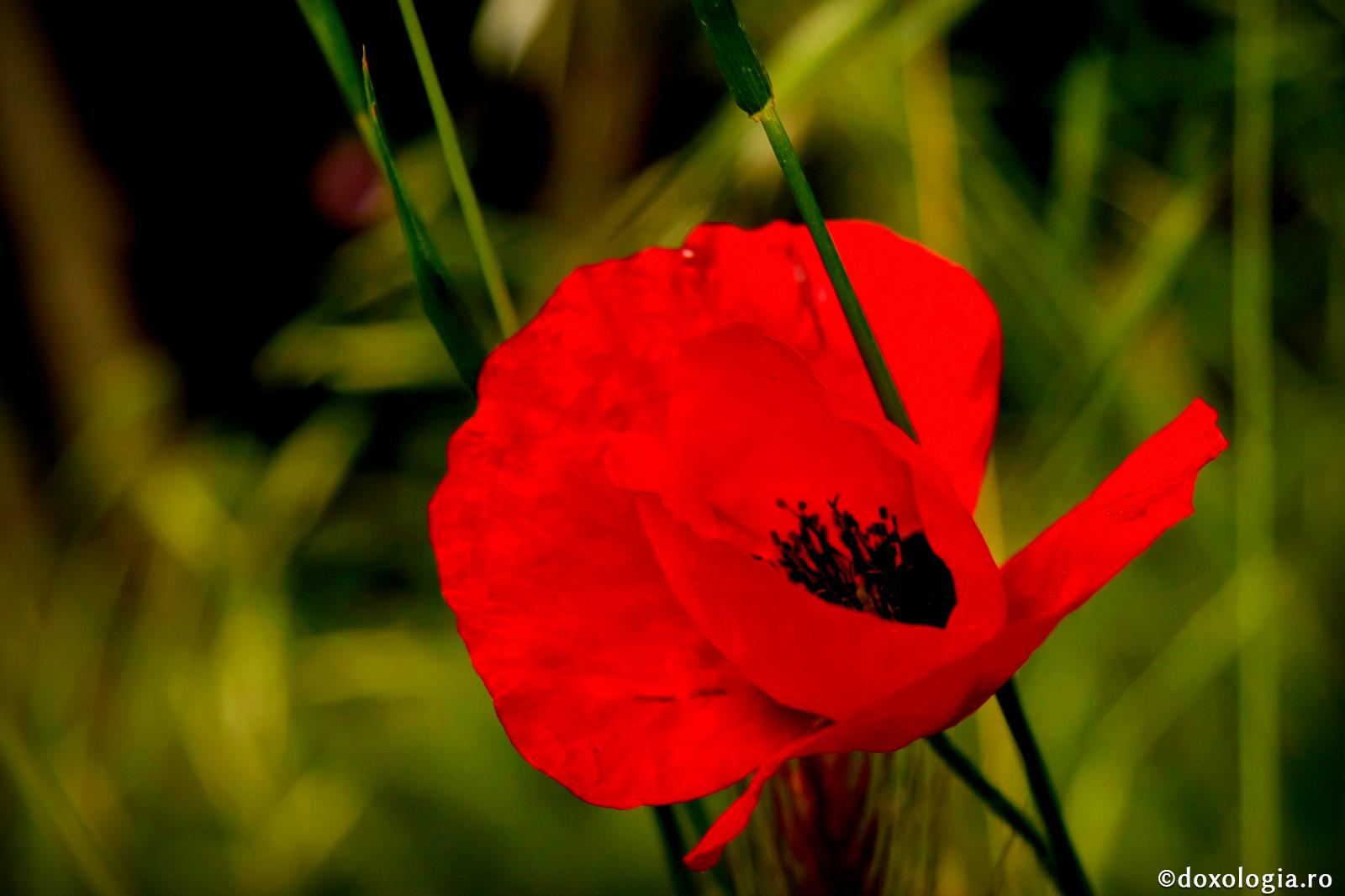 (Audio) Cum să respingem ispita slavei deșarte? - Arhimandritul Dosoftei Șcheul