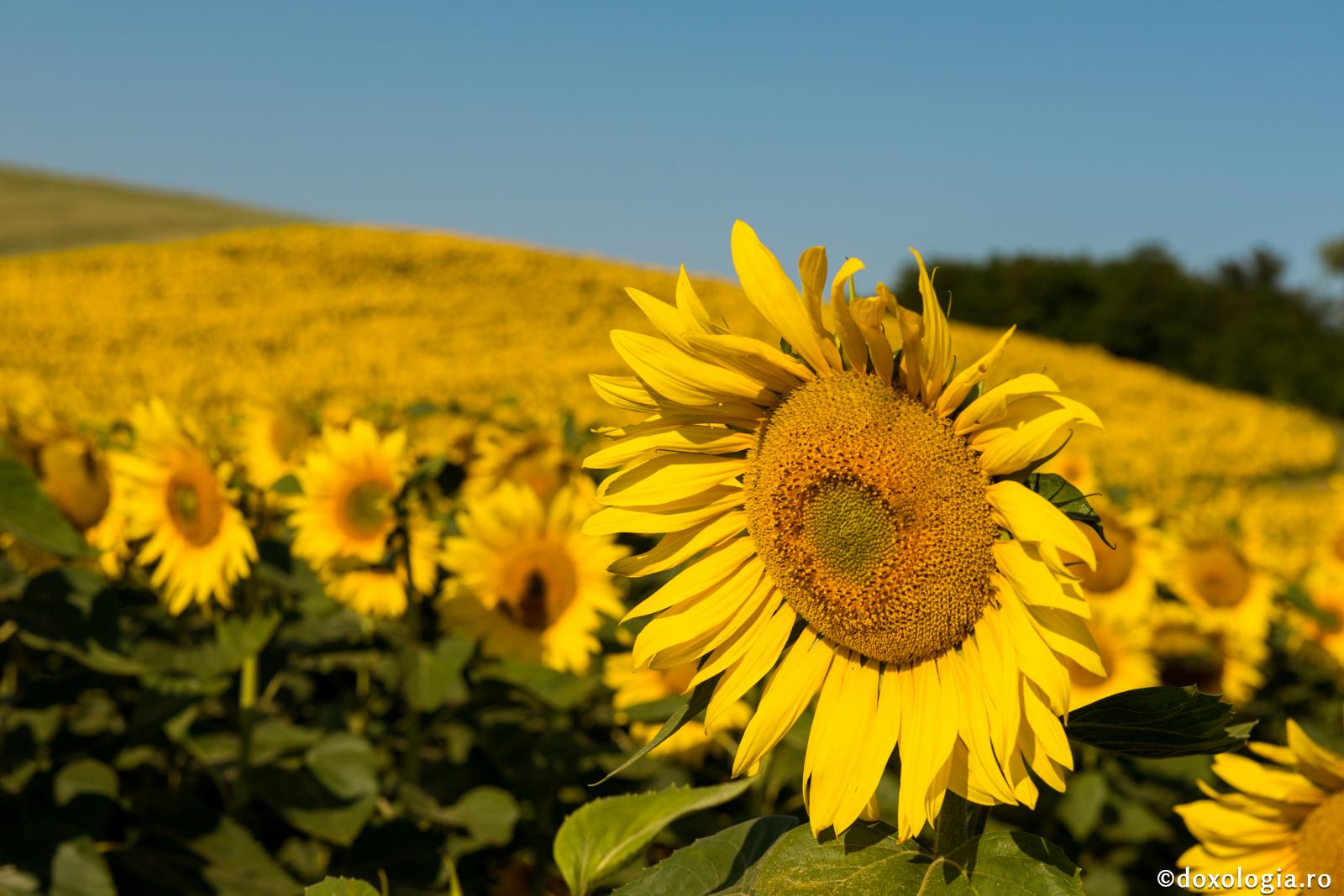 lan de floarea soarelui
