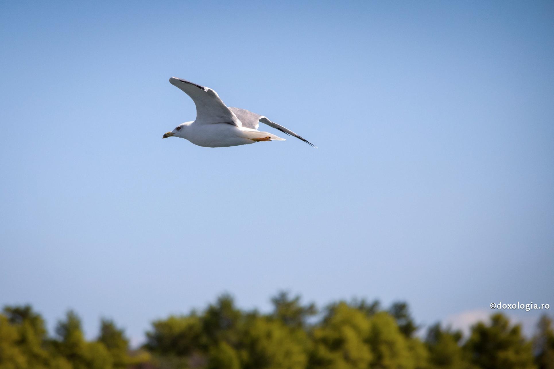 Foto: Bogdan Zamfirescu (Video) Patru sfaturi pentru binele sufletului