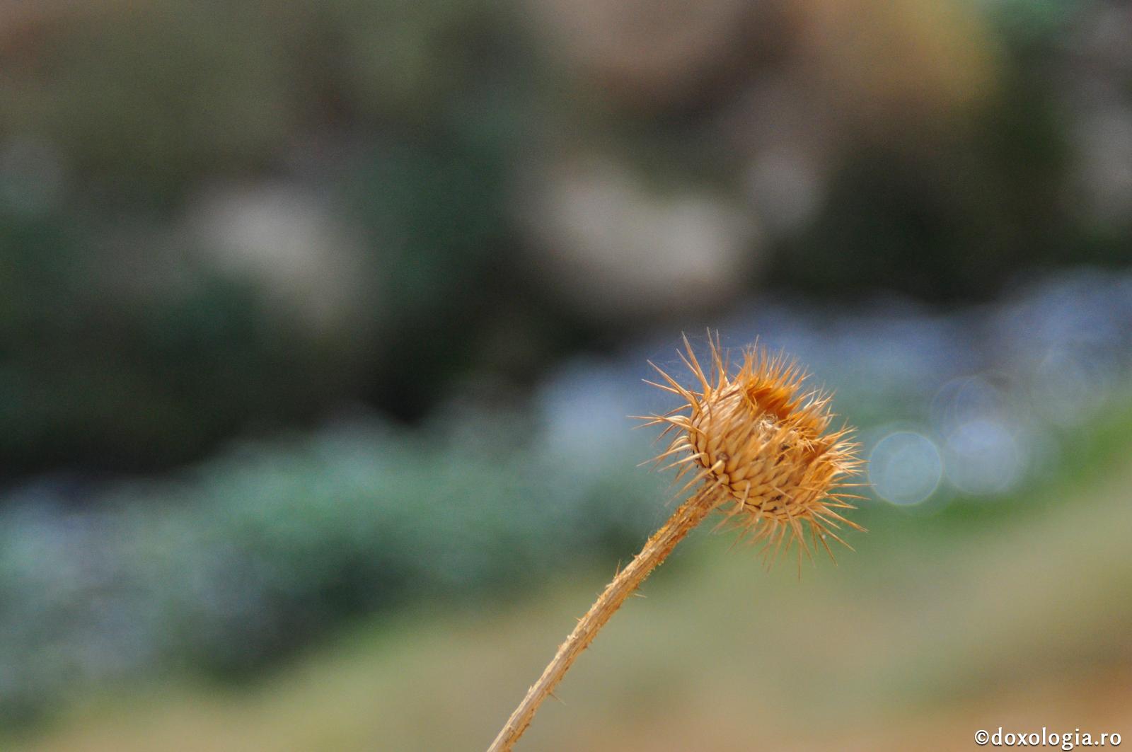 plantă spinoasă uscată