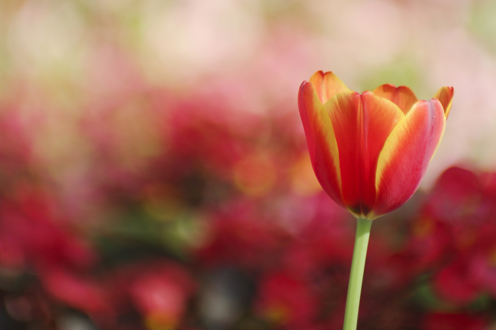 (Video) Cine este bun mai bun să se facă – Pr. Paisie Olaru