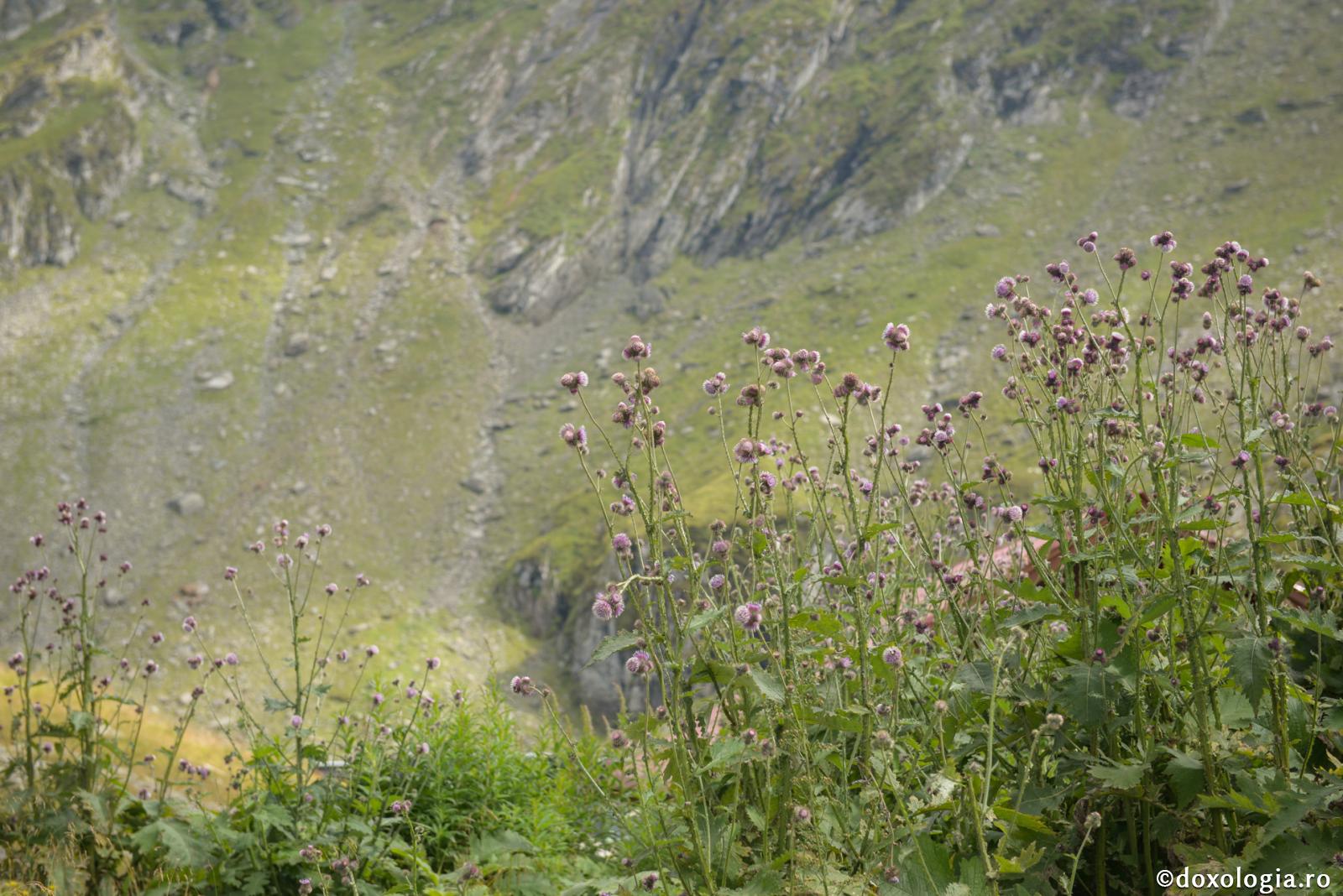 (Audio) Cuvânt de învățătură la Duminica Tuturor Sfinților - Arhimandrit Nicodim Petre