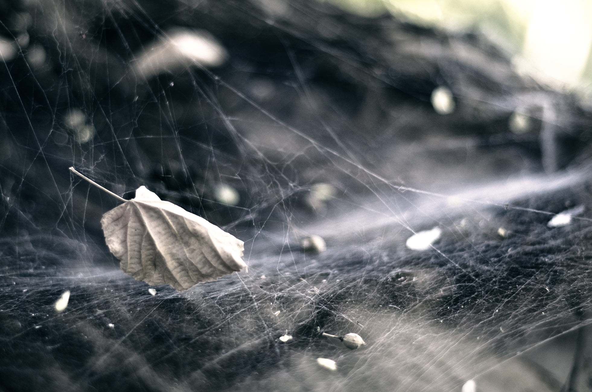 „Unele păcate sunt ca tatuajele – numai printr-o operație dureroasă pot fi îndepărtate”