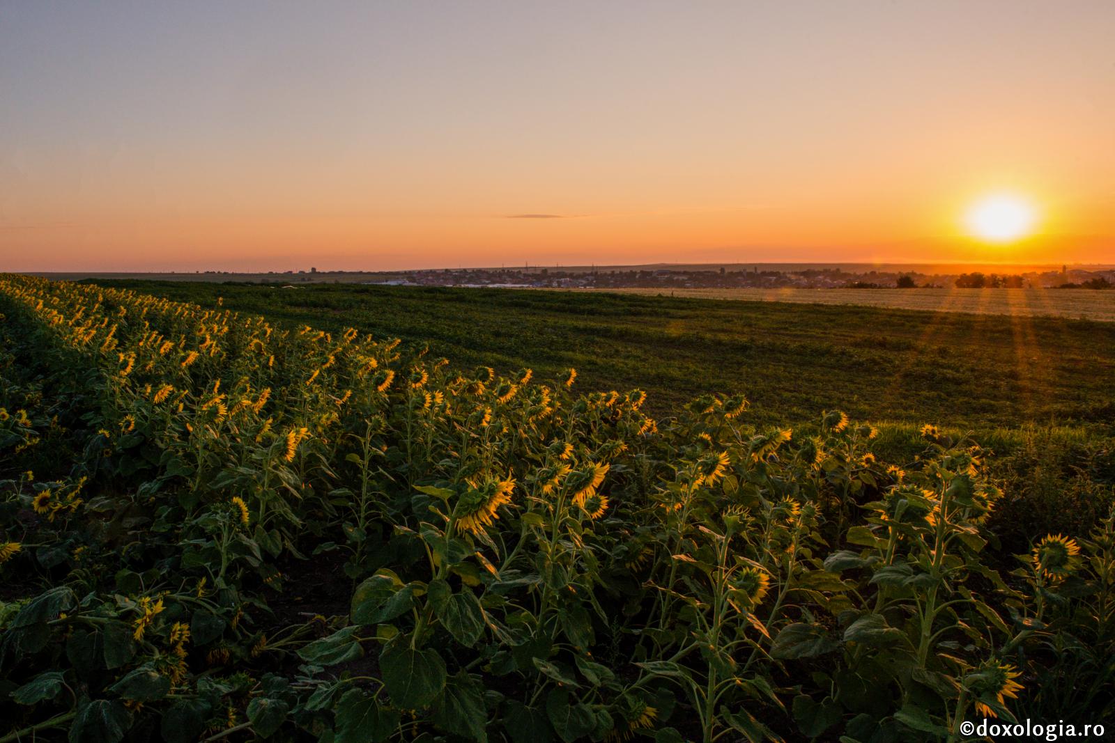 Îndemn la ajutor pentru cei afectați de caniculă