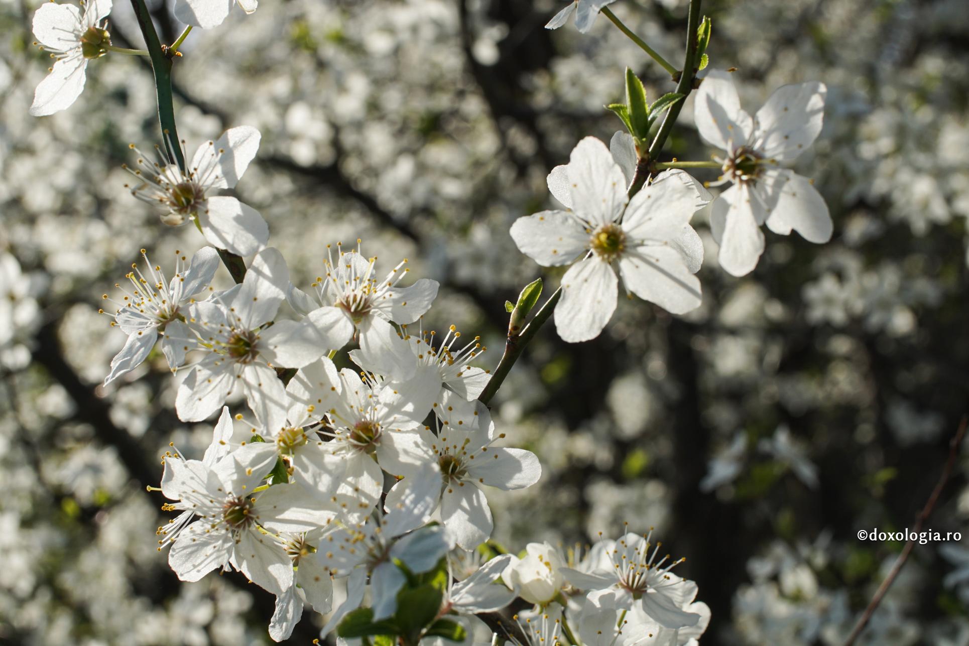 Cugetări – versuri ale Sfântului Ioan Iacob de la Neamț