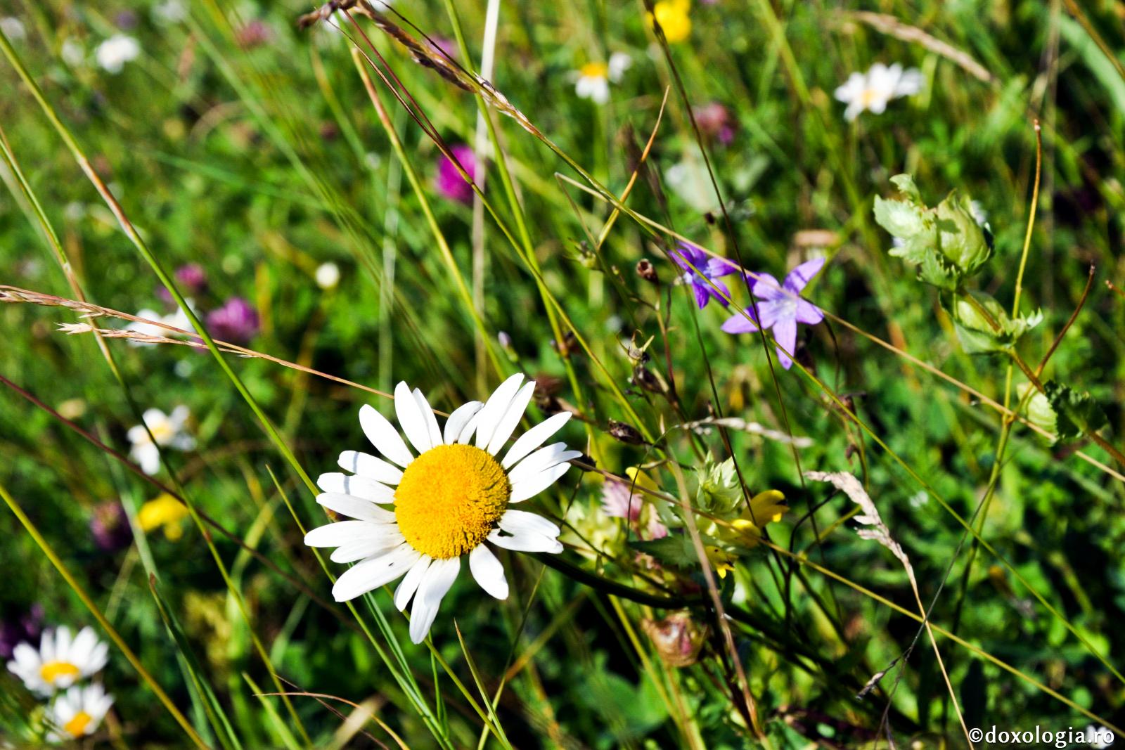 flori de câmp