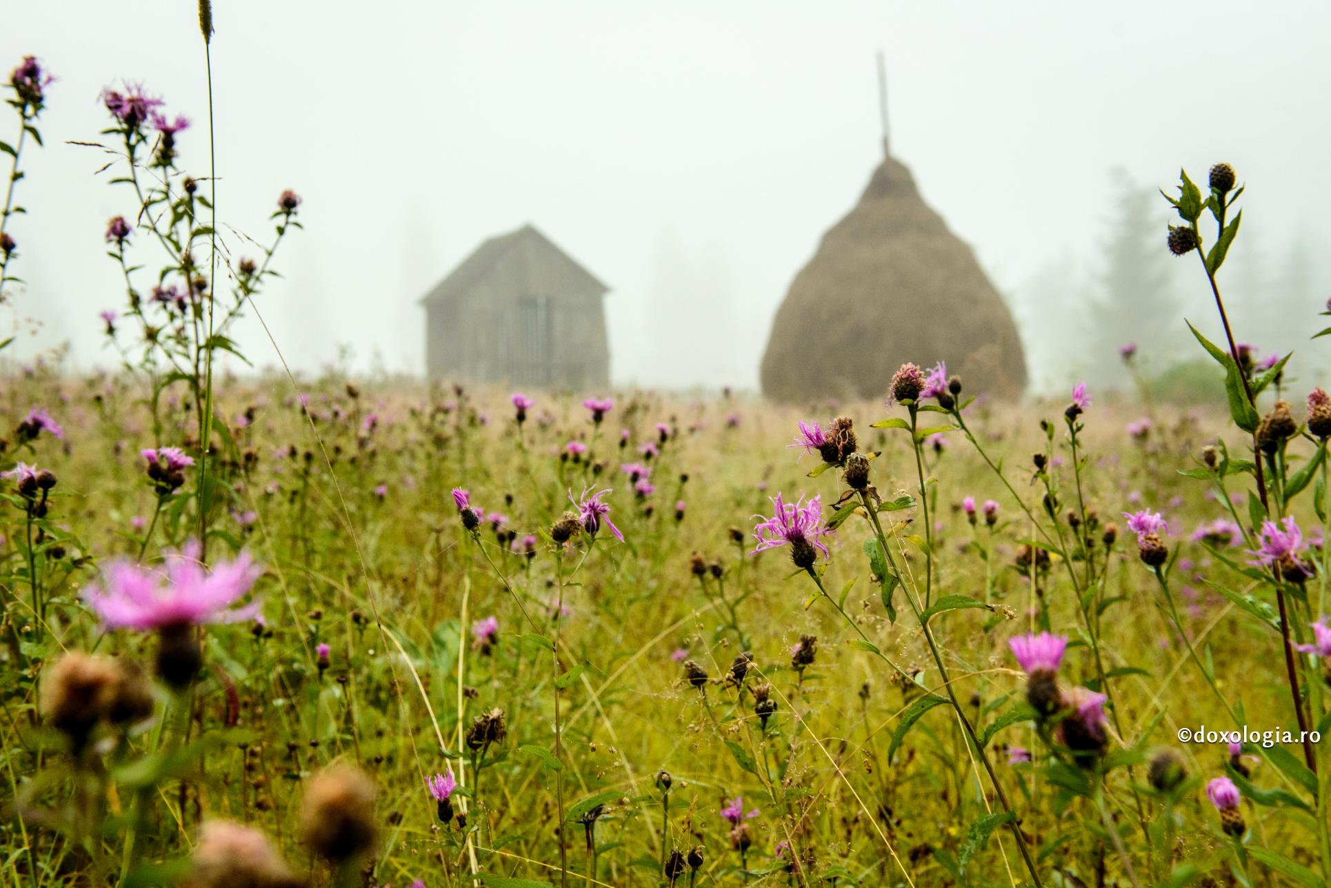 Abuzul omului față de mediul înconjurător este un păcat / Foto: Ștefan Cojocariu flori de câmp