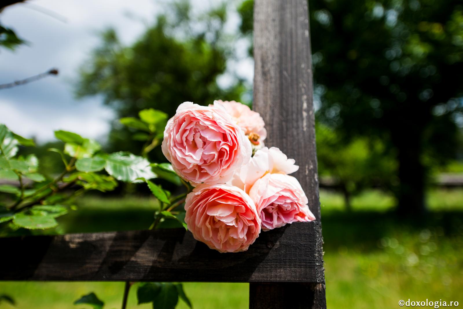 (Video) Scurtătura către Rai: asumă-ți ce răspunderi ai!