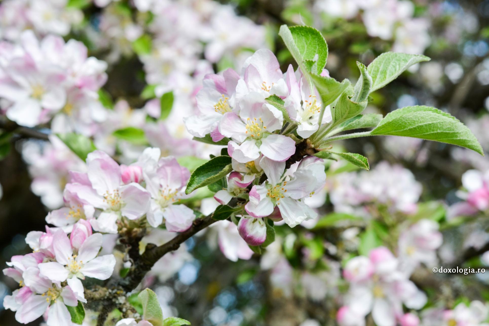 Abuzul omului față de mediul înconjurător este un păcat / Foto: Lucian Filip pom înflorit