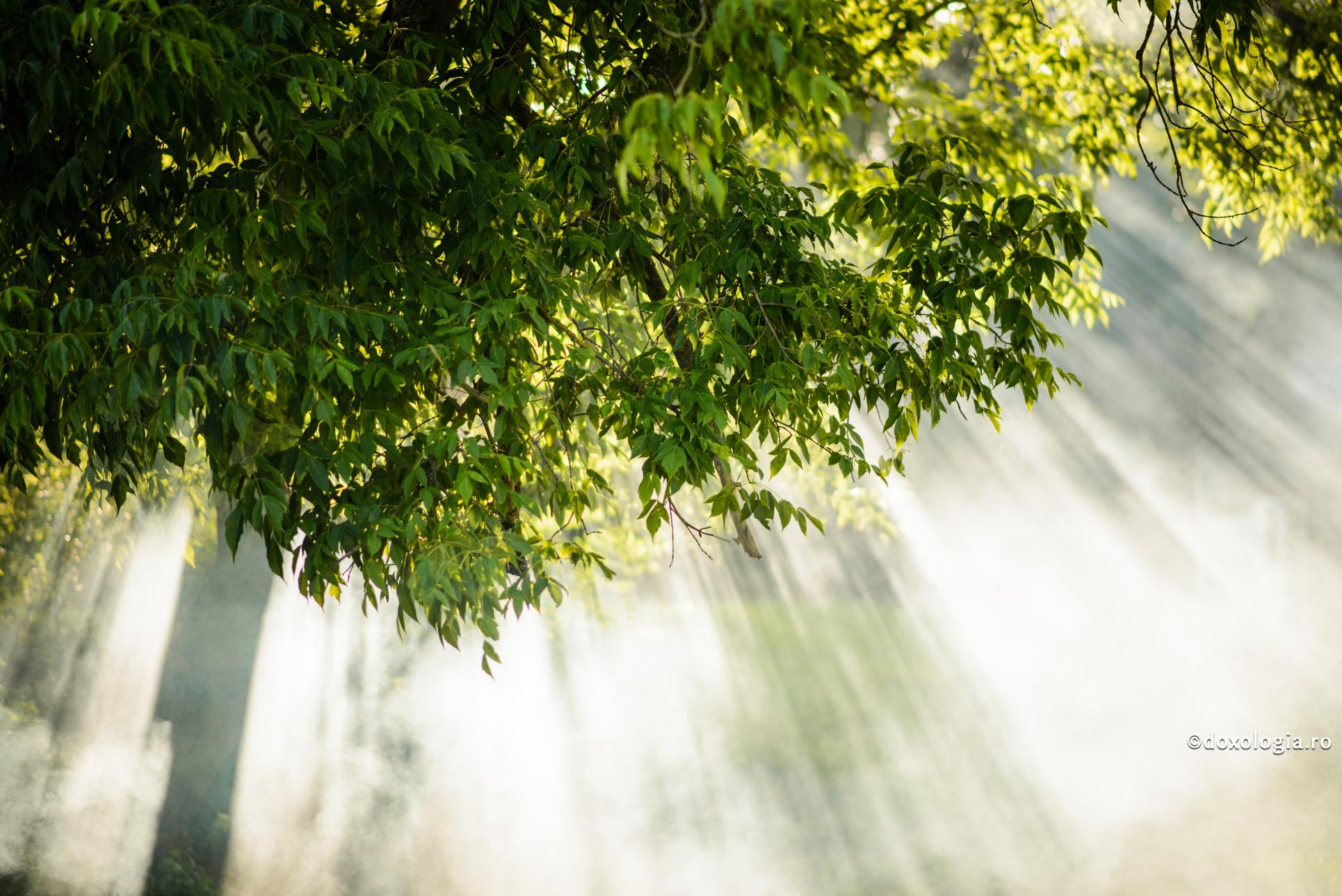 Spre țărmul veșniciei – versuri ale Sfântului Cuvios Ioan Iacob de la Neamț