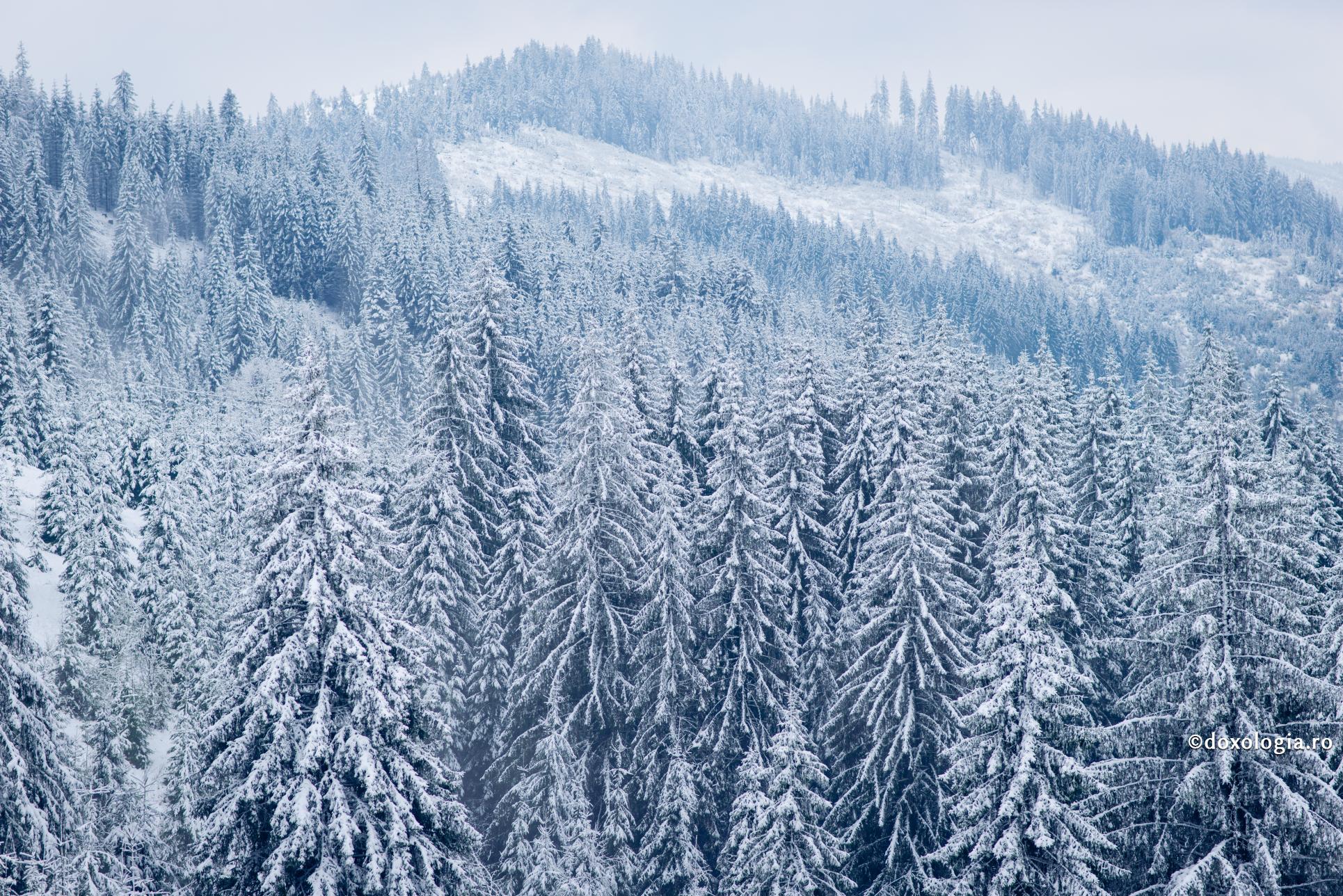 Abuzul omului față de mediul înconjurător este un păcat / Foto: Oana Nechifor pădure ninsă