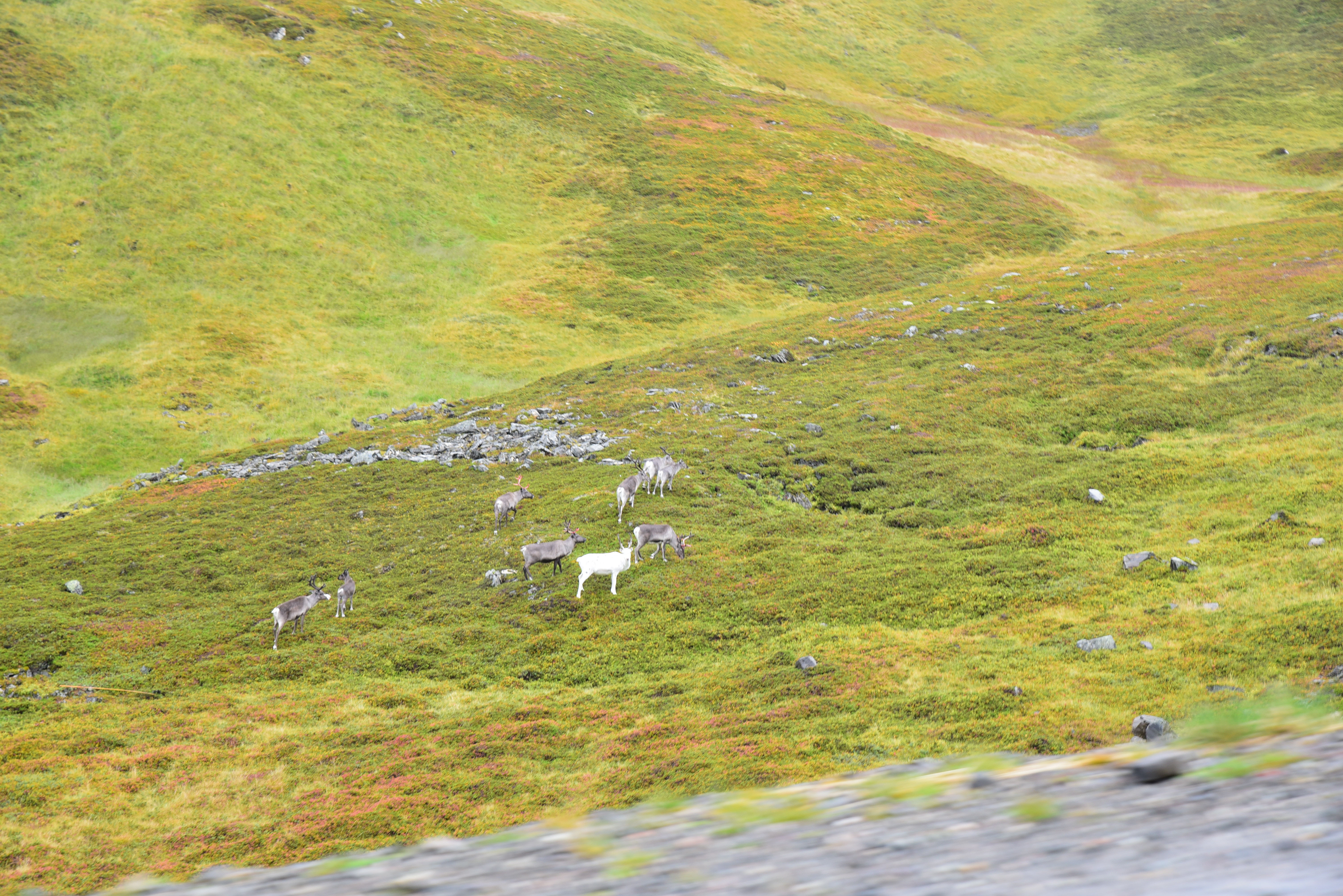 Părintele Episcop Macarie Drăgoi a înălțat Sfânta Cruce în punctul cel mai nordic al Europei (Capul Nordului, Norvegia)