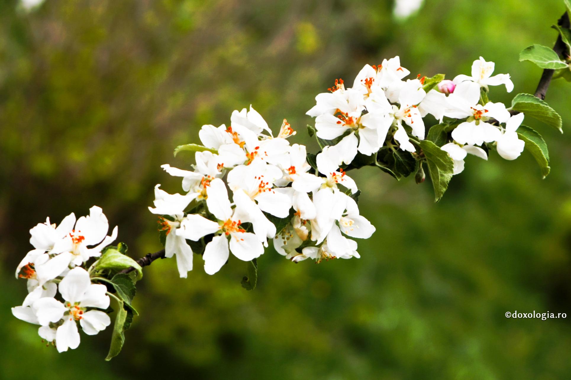 Artistul învaţă de la Hristos nebunia iubirii