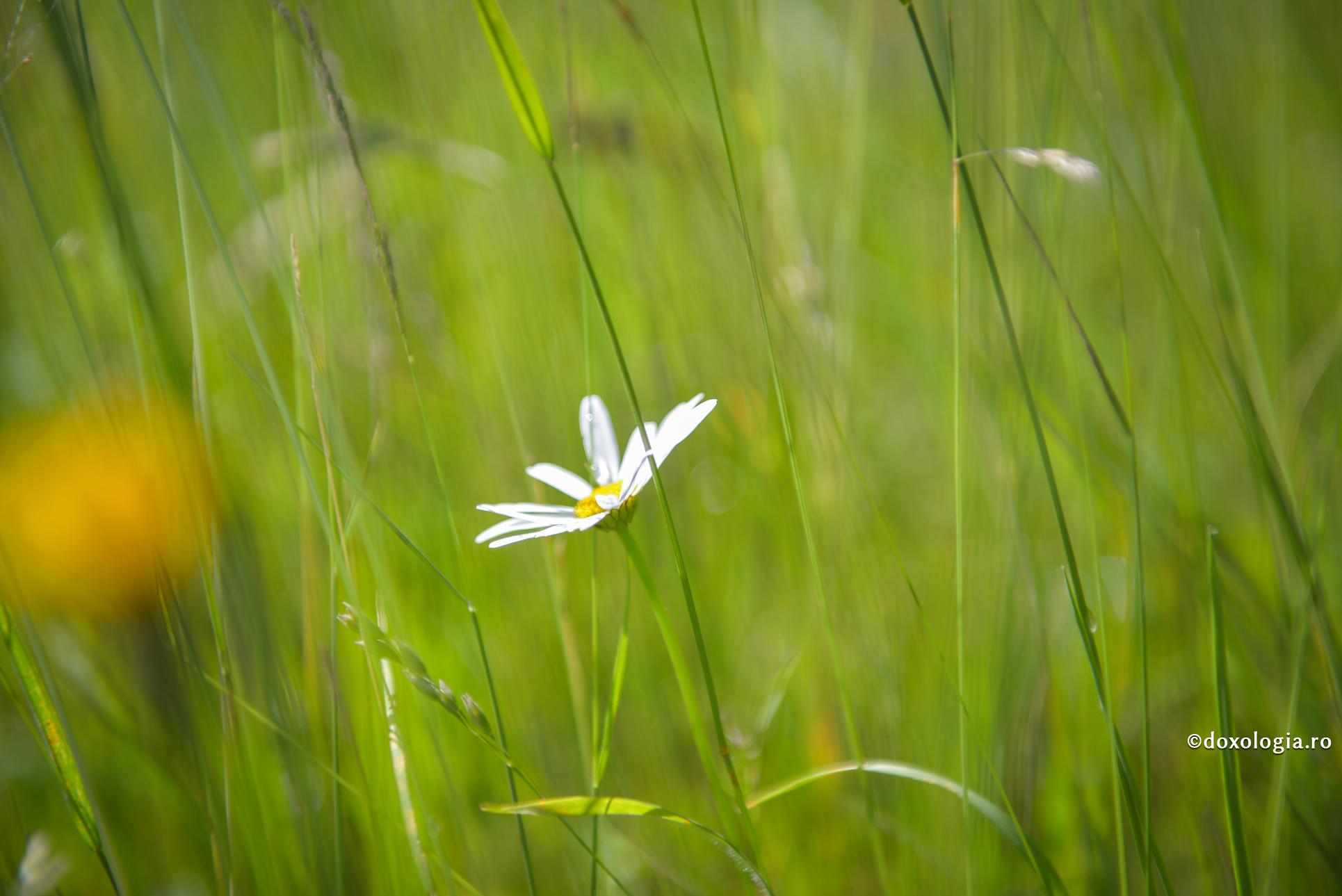 Moartea – „nu este sfârșitul, ci începutul, nu este dispariție, ci descoperire”