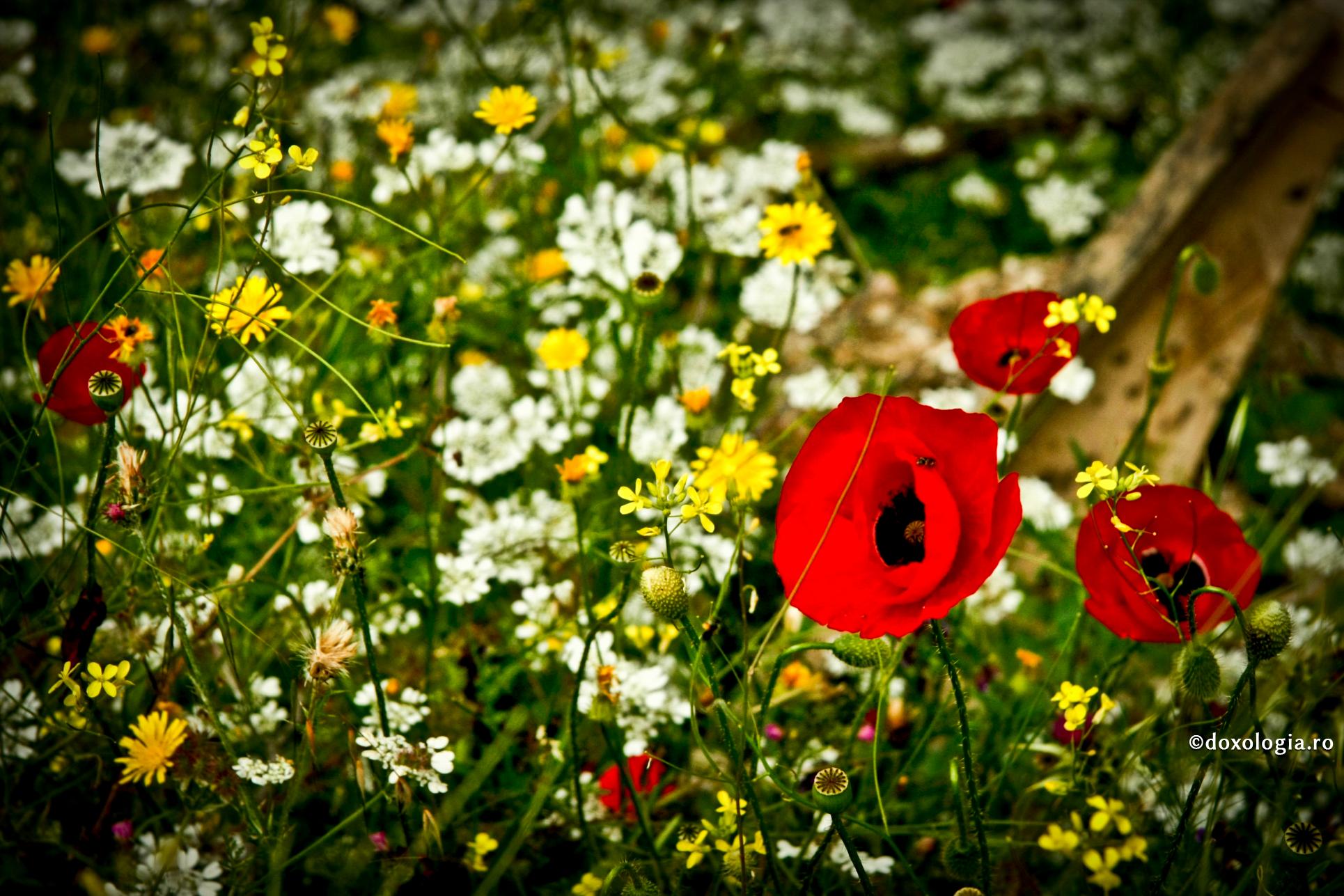 Întoarcerea la viață, prin rugăciune la Sfânta Parascheva